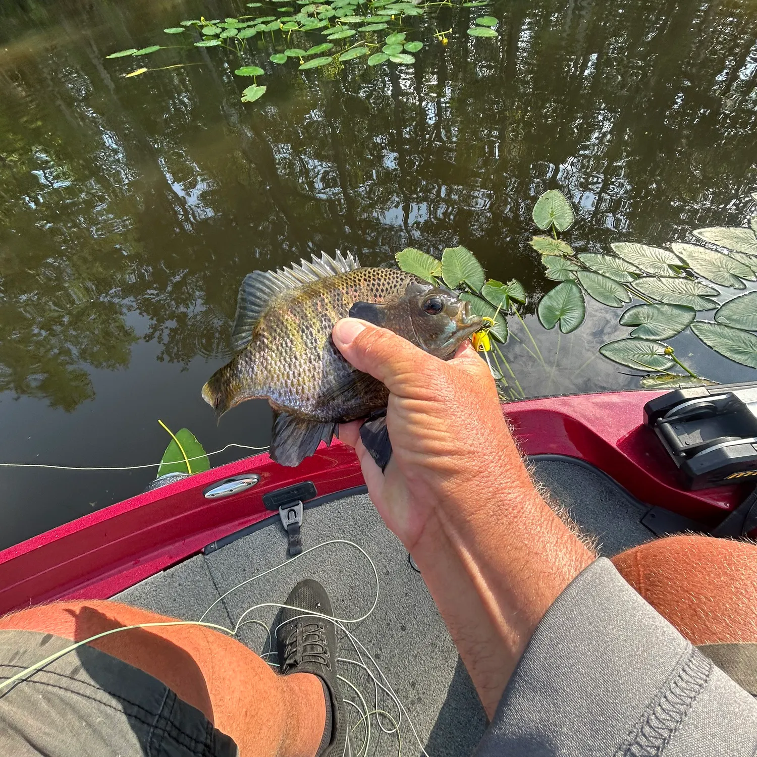 recently logged catches