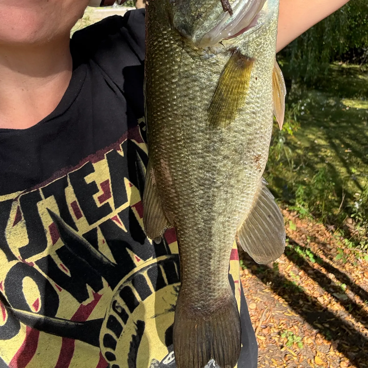 Largemouth bass caught on Fishbrain