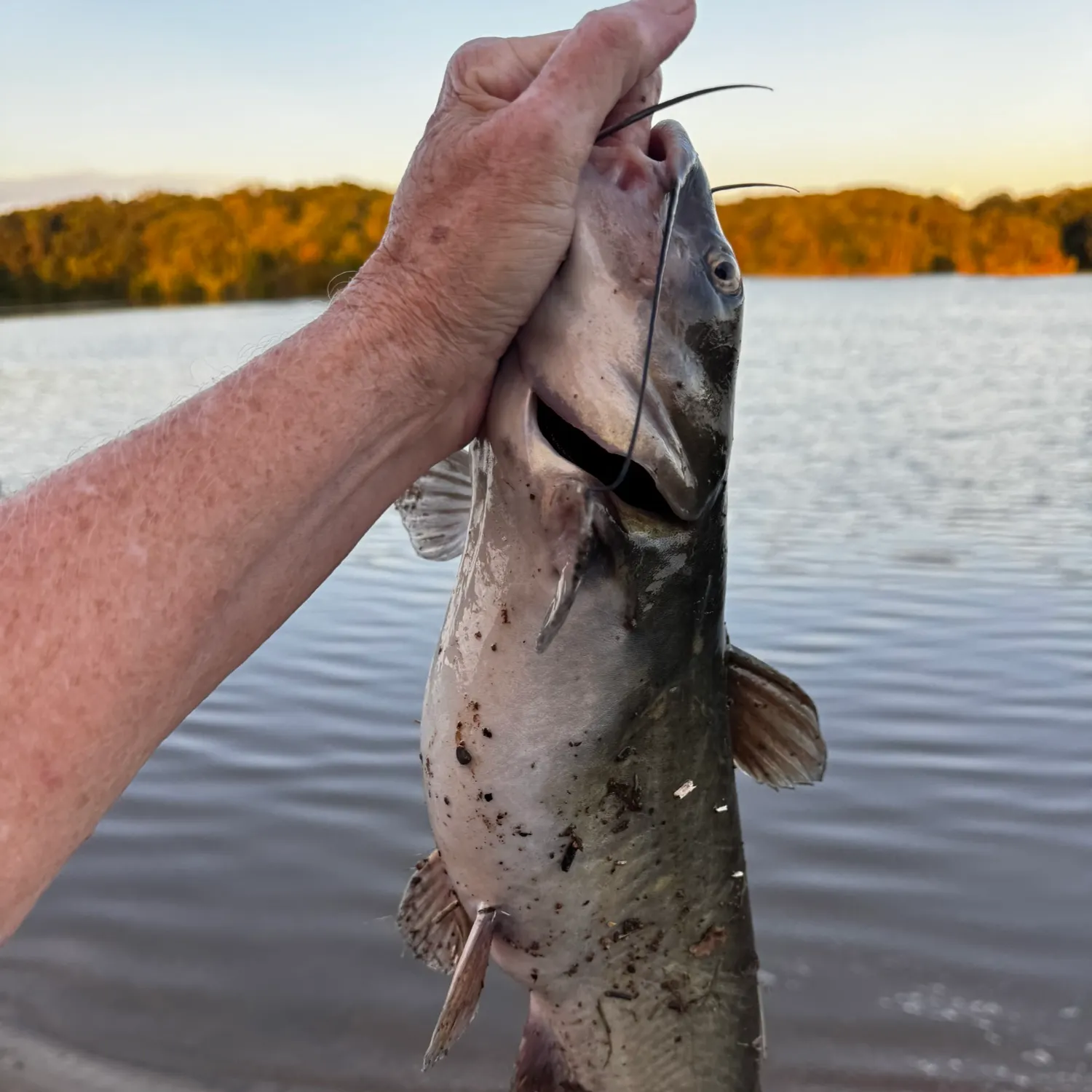 Channel catfish caught on Fishbrain