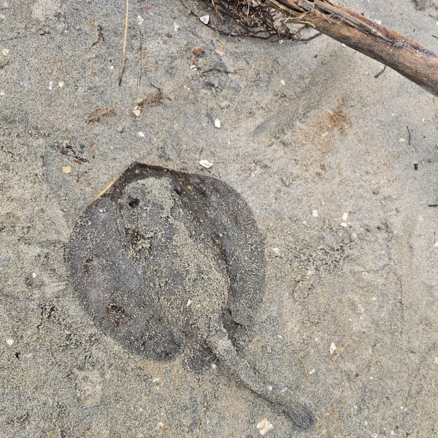 The most recent Haller's round ray catches on Fishbrain