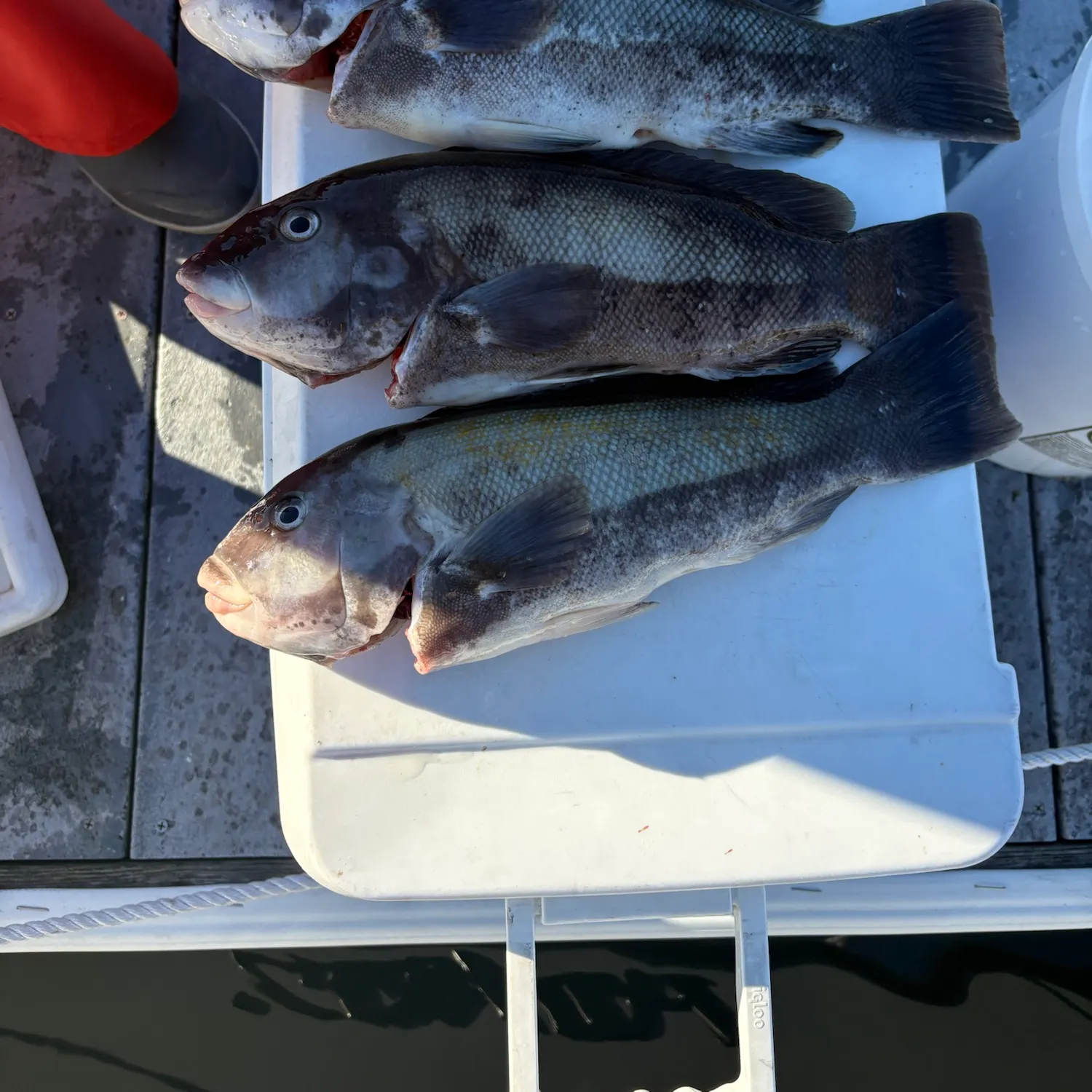 Tautog caught on Fishbrain