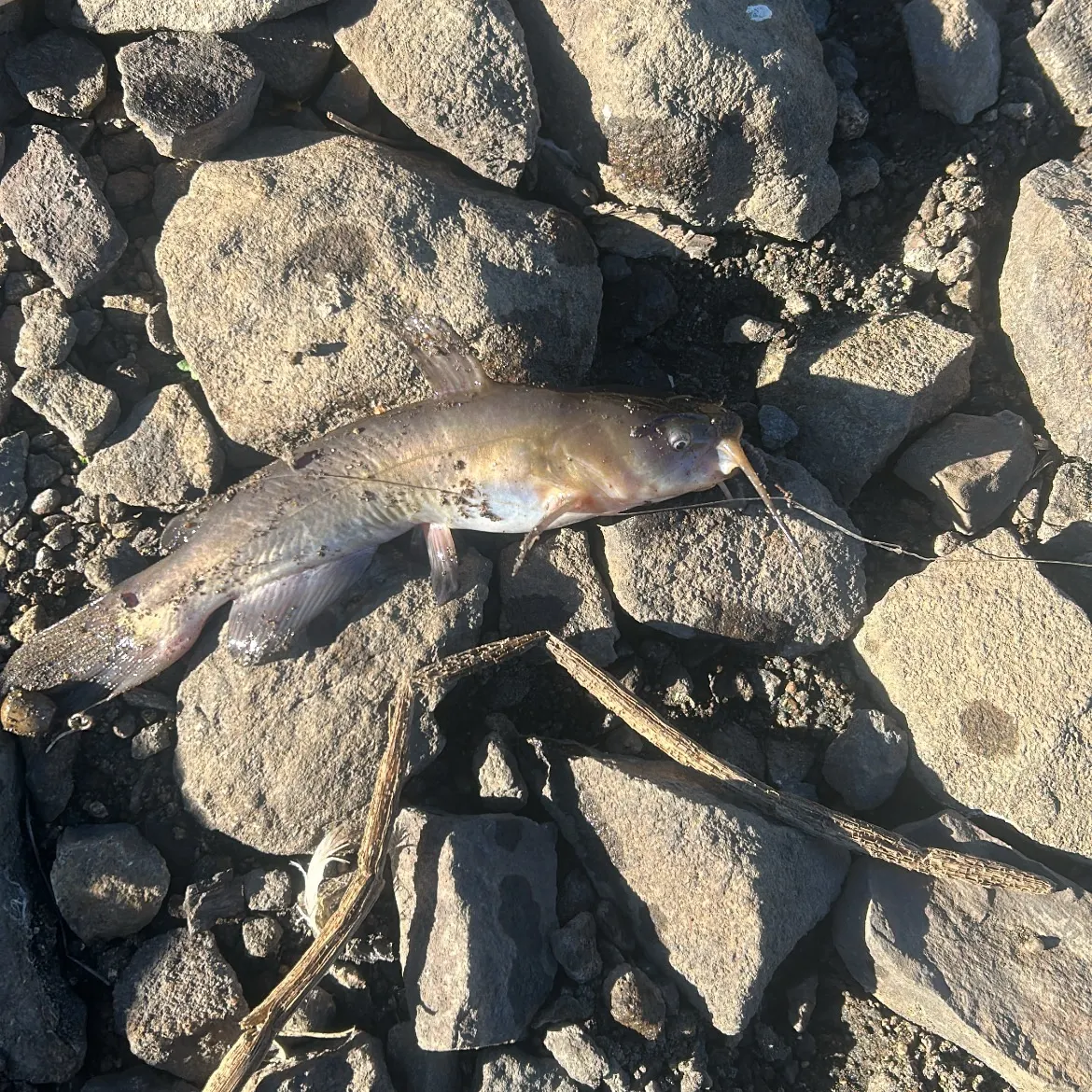 Channel catfish caught on Fishbrain