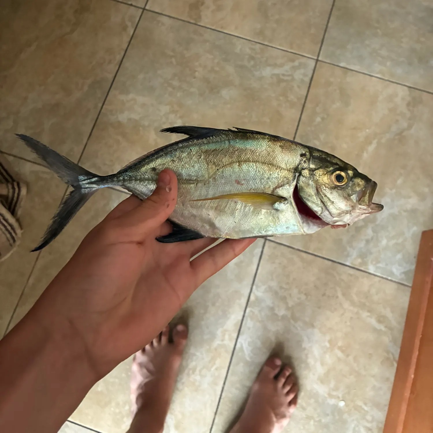 The most recent Bluefin trevally catches on Fishbrain