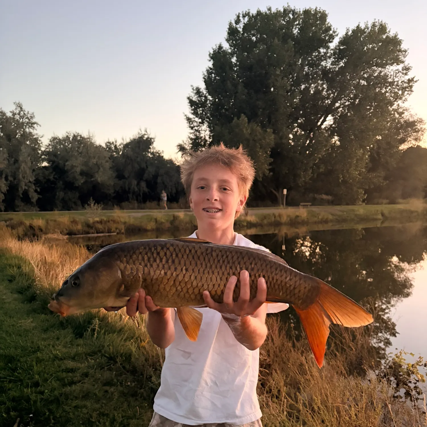 Common carp caught on Fishbrain