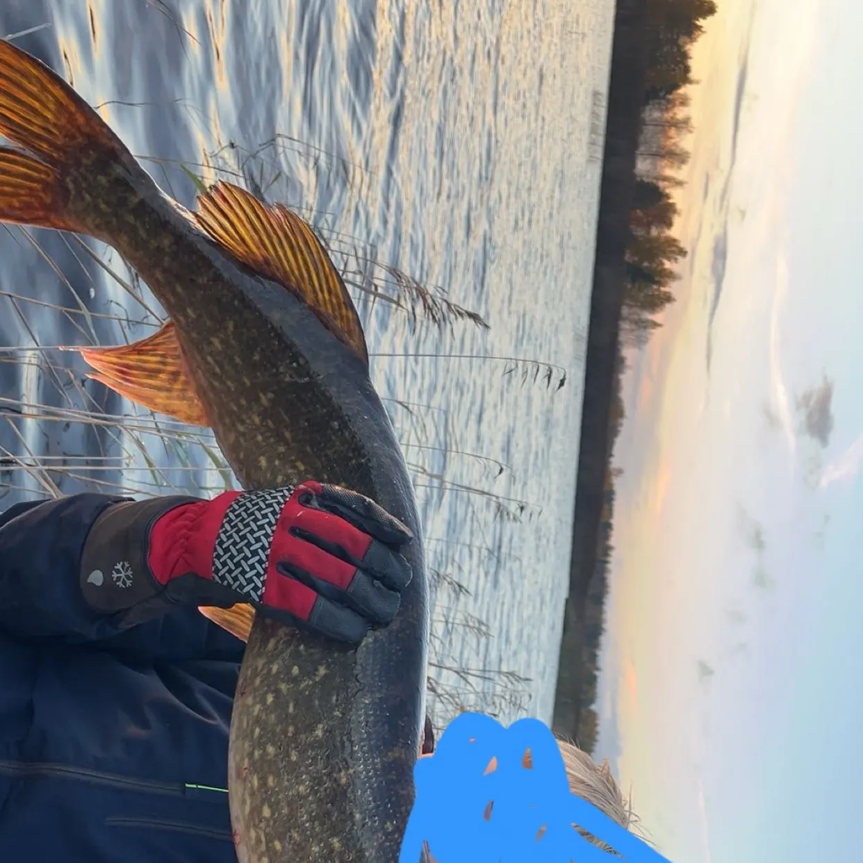 Northern pike caught on Fishbrain
