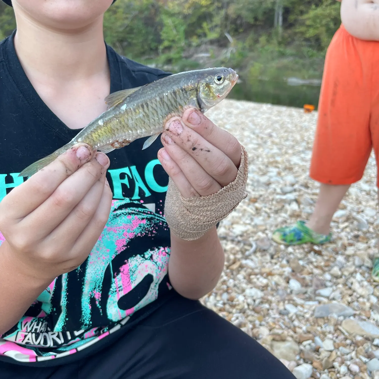 Common shiner caught on Fishbrain