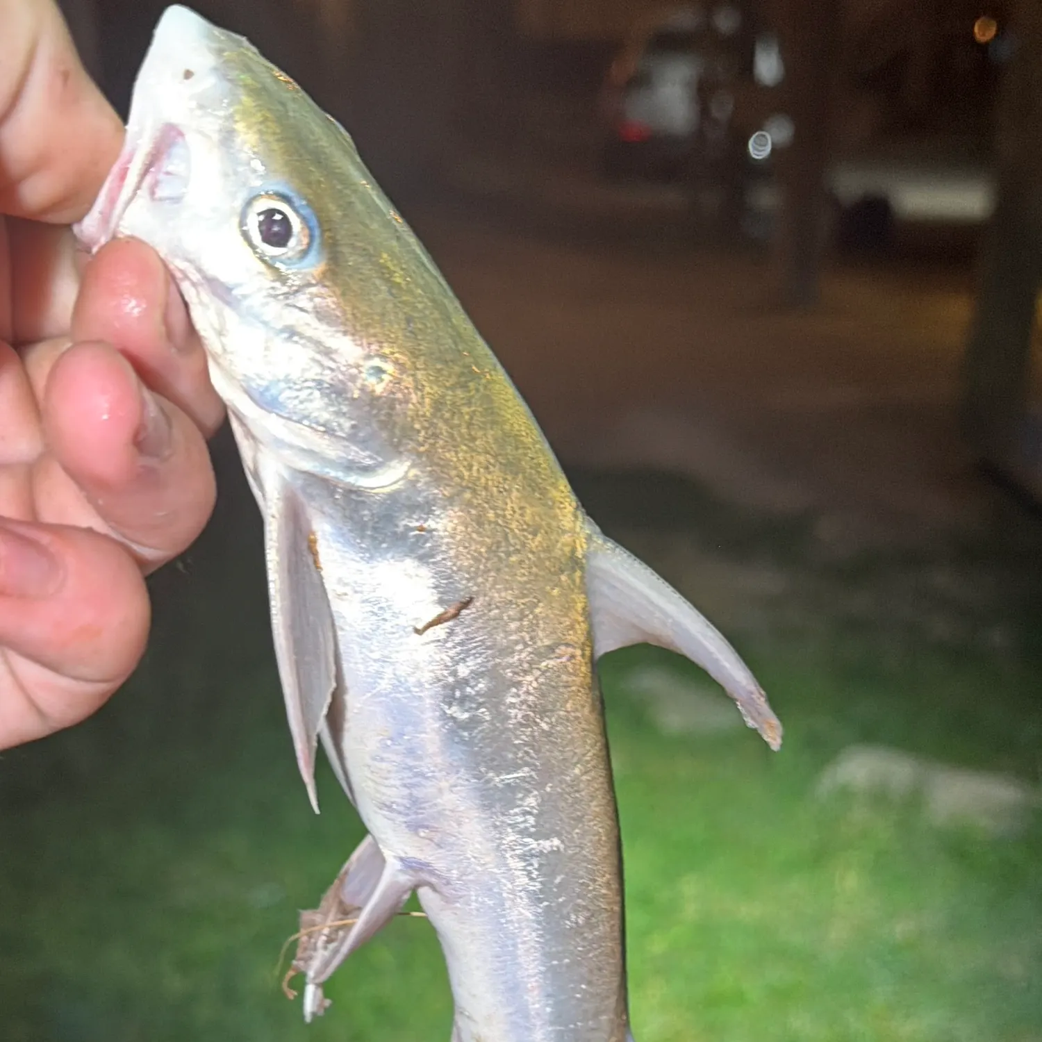 Hardhead sea catfish caught on Fishbrain