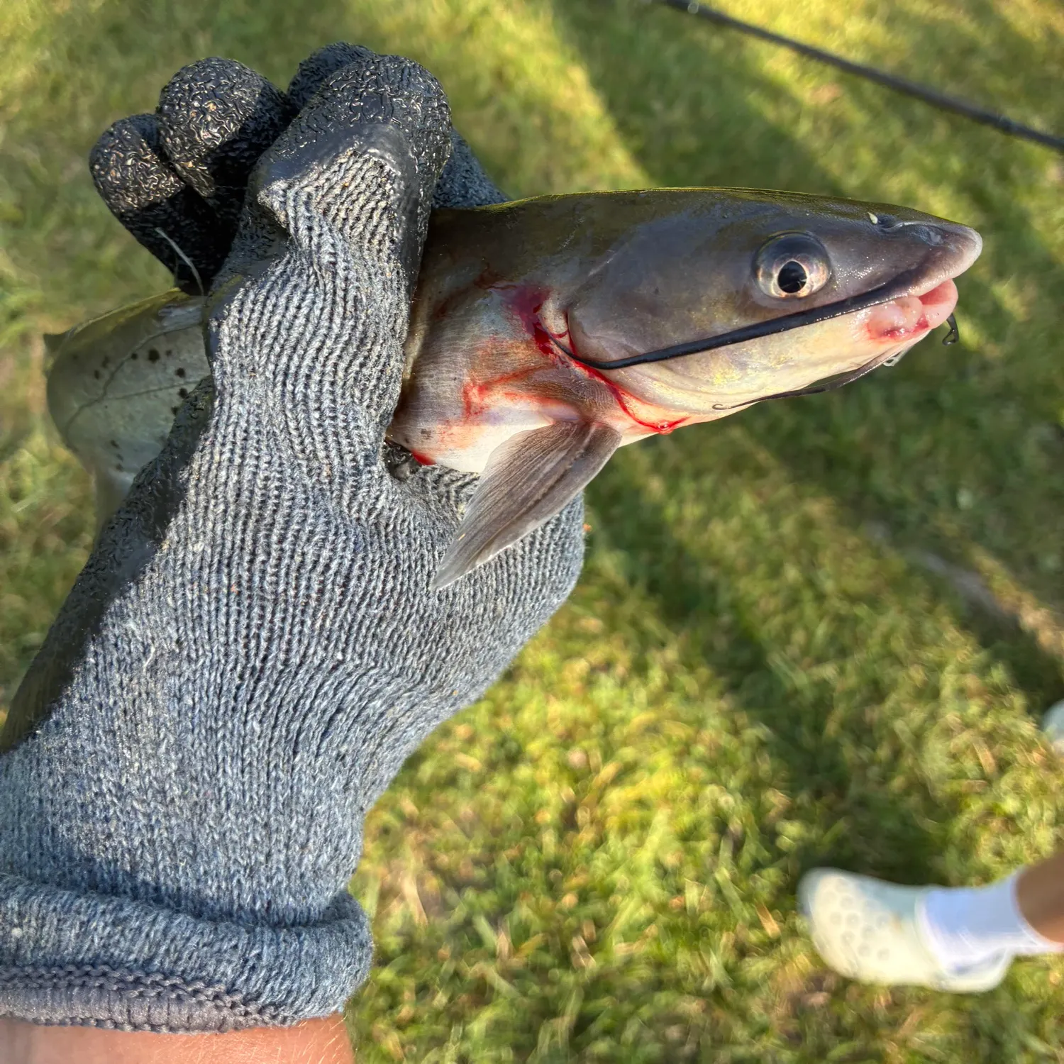 catch