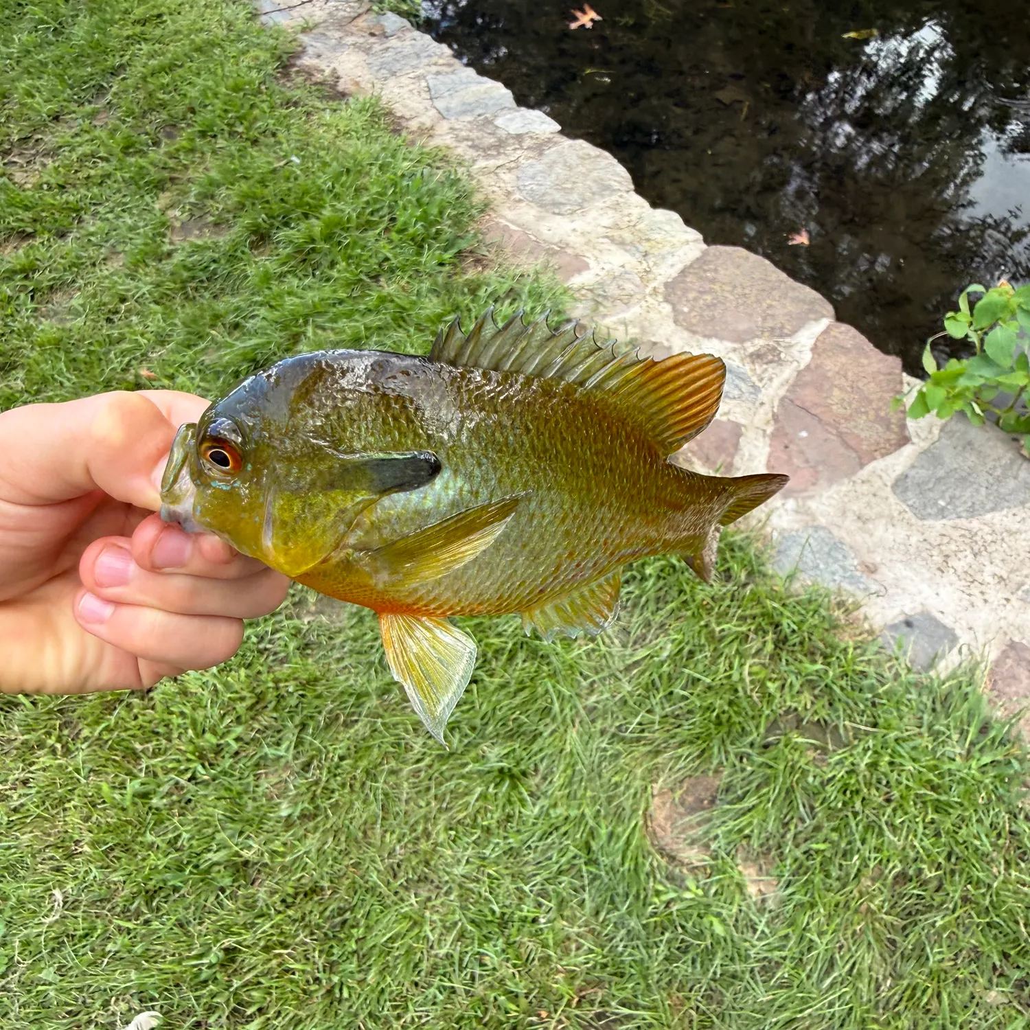 Redbreast sunfish caught on Fishbrain