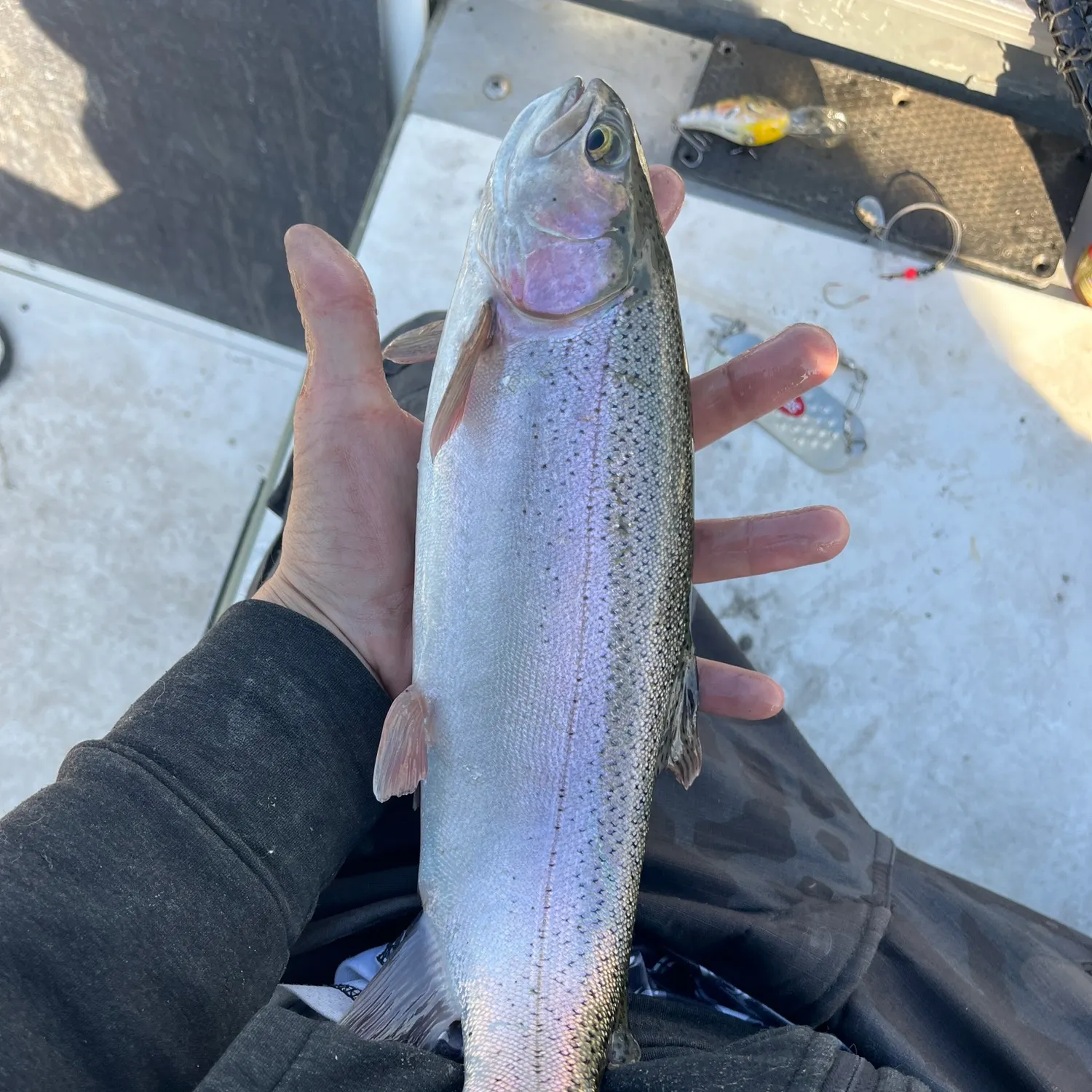 Rainbow trout caught on Fishbrain