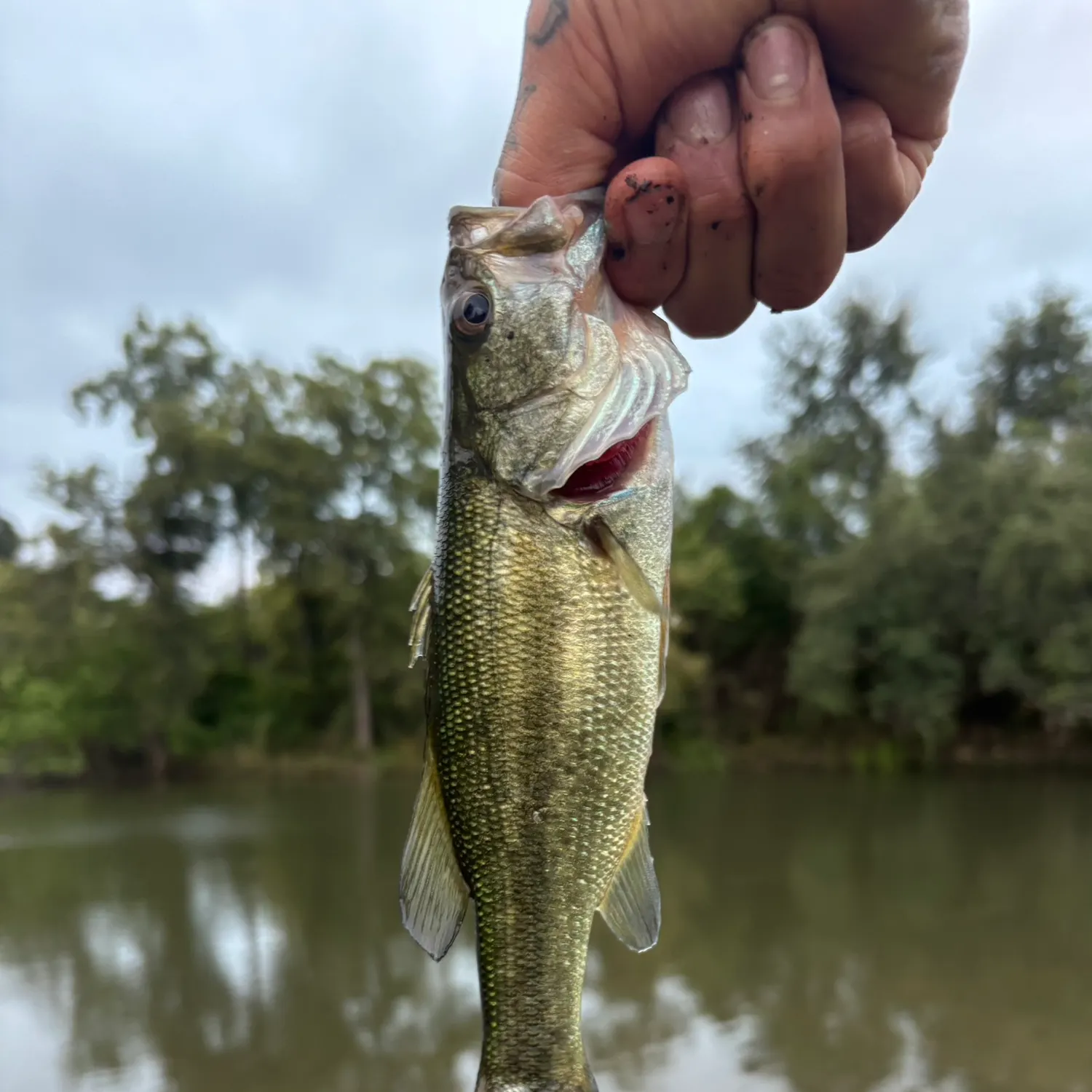 Largemouth bass caught on Fishbrain