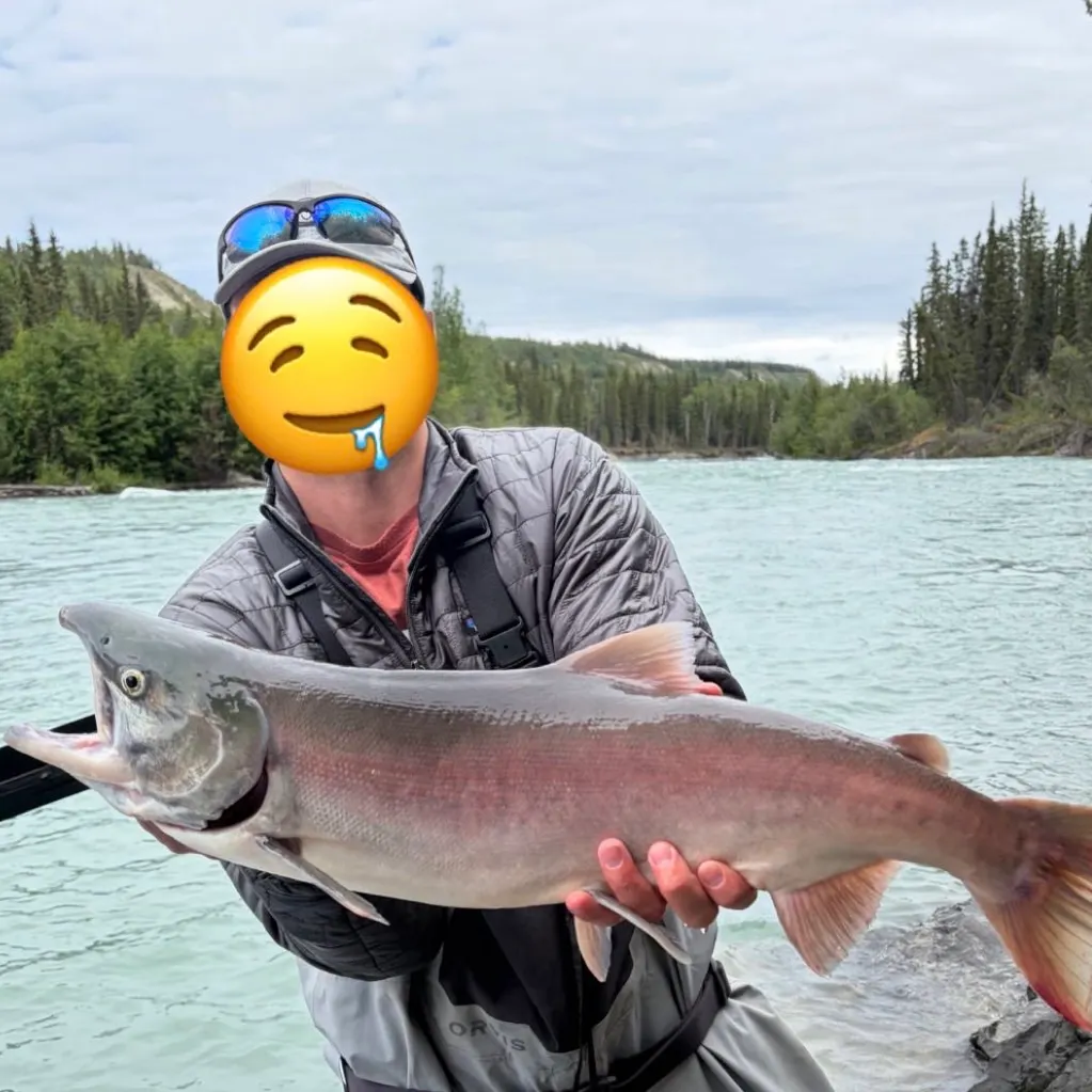 The most recent Sockeye salmon catches on Fishbrain
