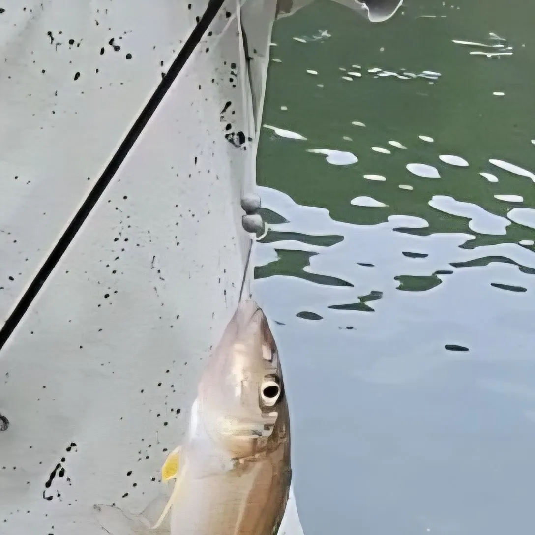 The most recent Bluefish catches on Fishbrain