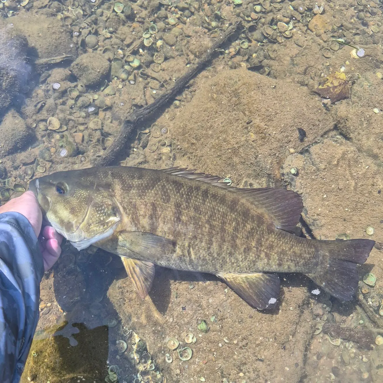 Smallmouth bass caught on Fishbrain