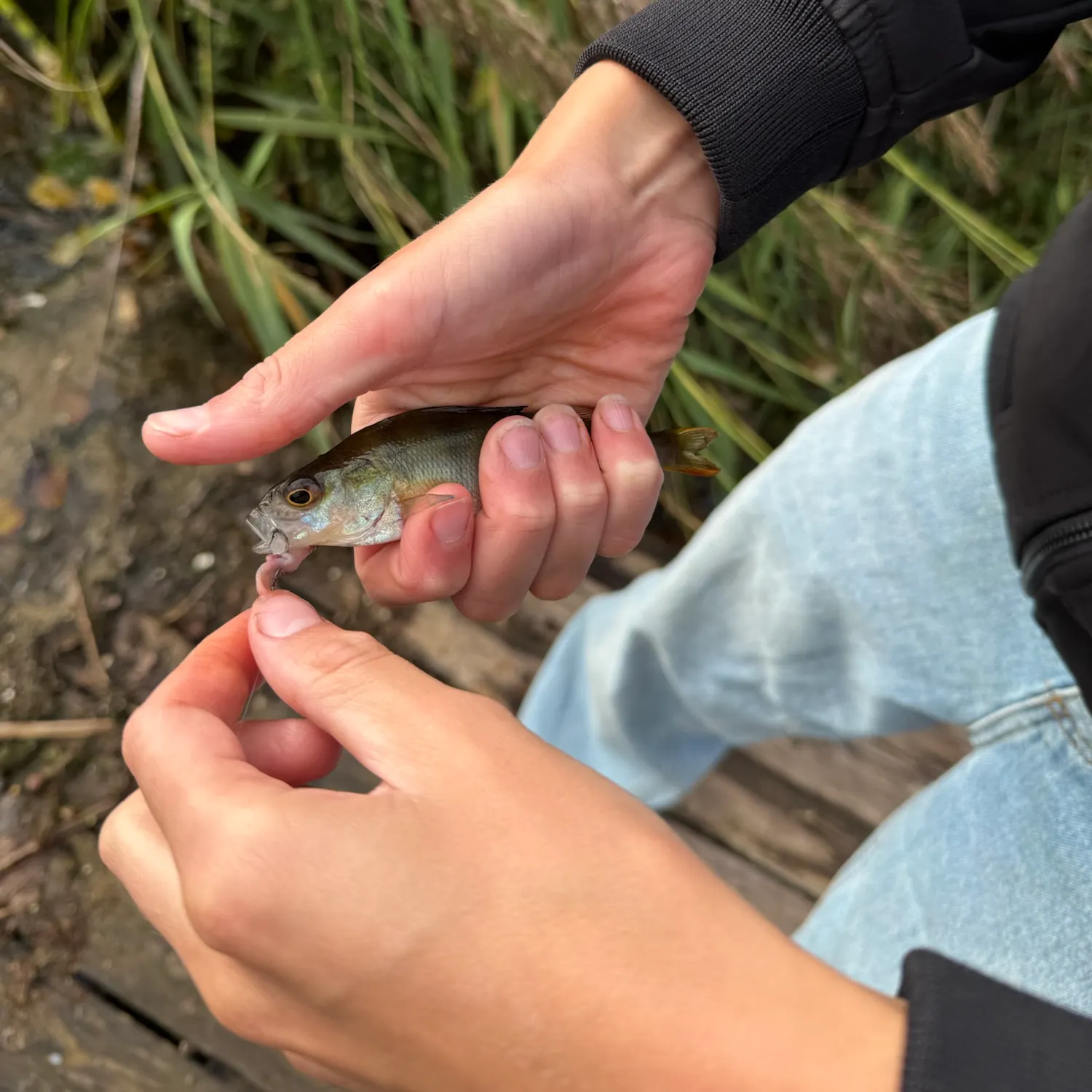 European perch caught on Fishbrain