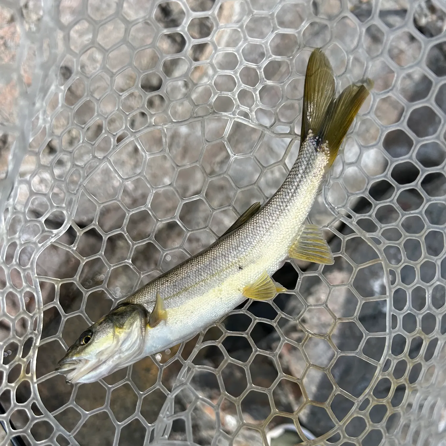 Northern pikeminnow caught on Fishbrain