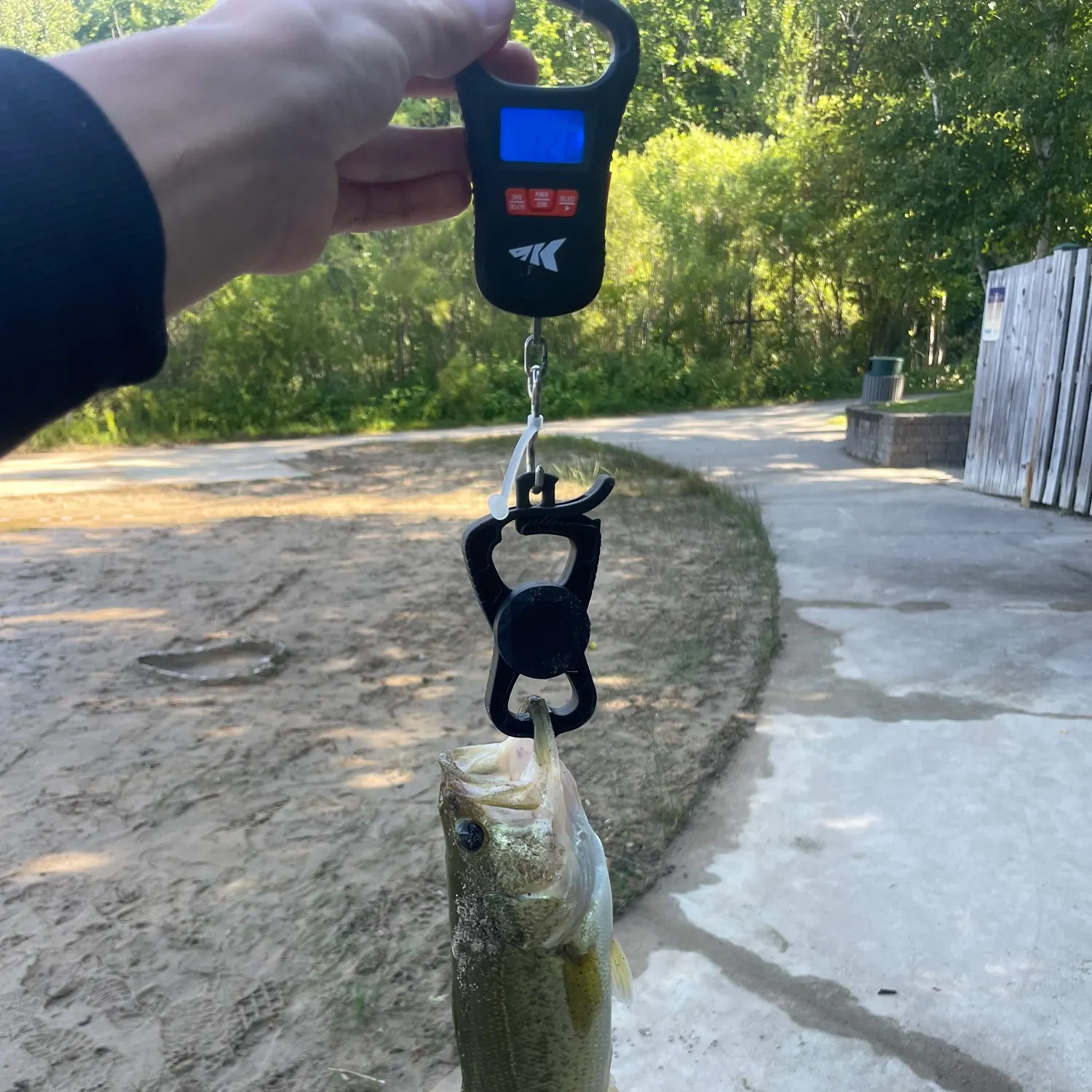 Largemouth bass caught on Fishbrain