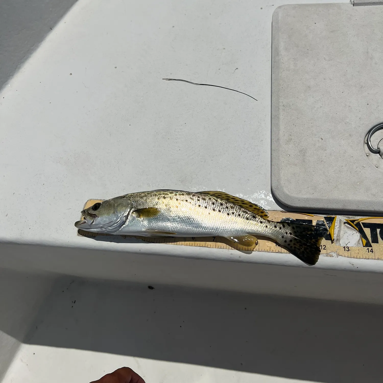 The most recent Spotted seatrout catches on Fishbrain