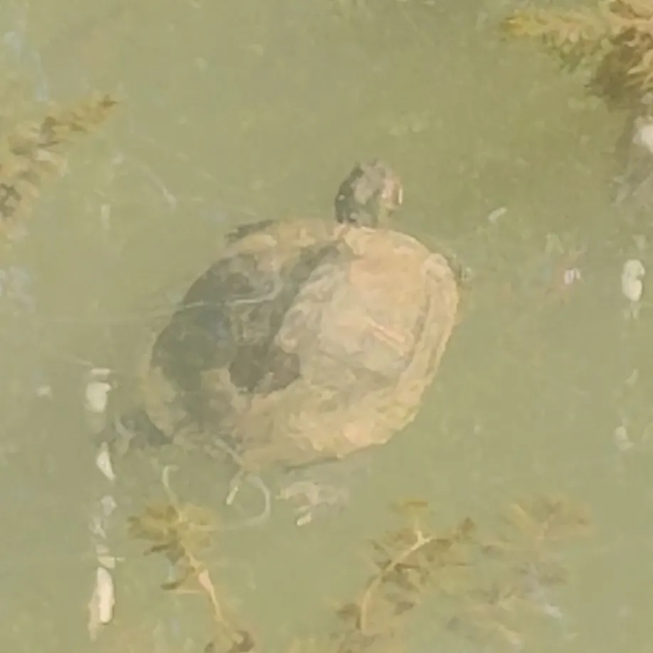 Pond slider turtle caught on Fishbrain