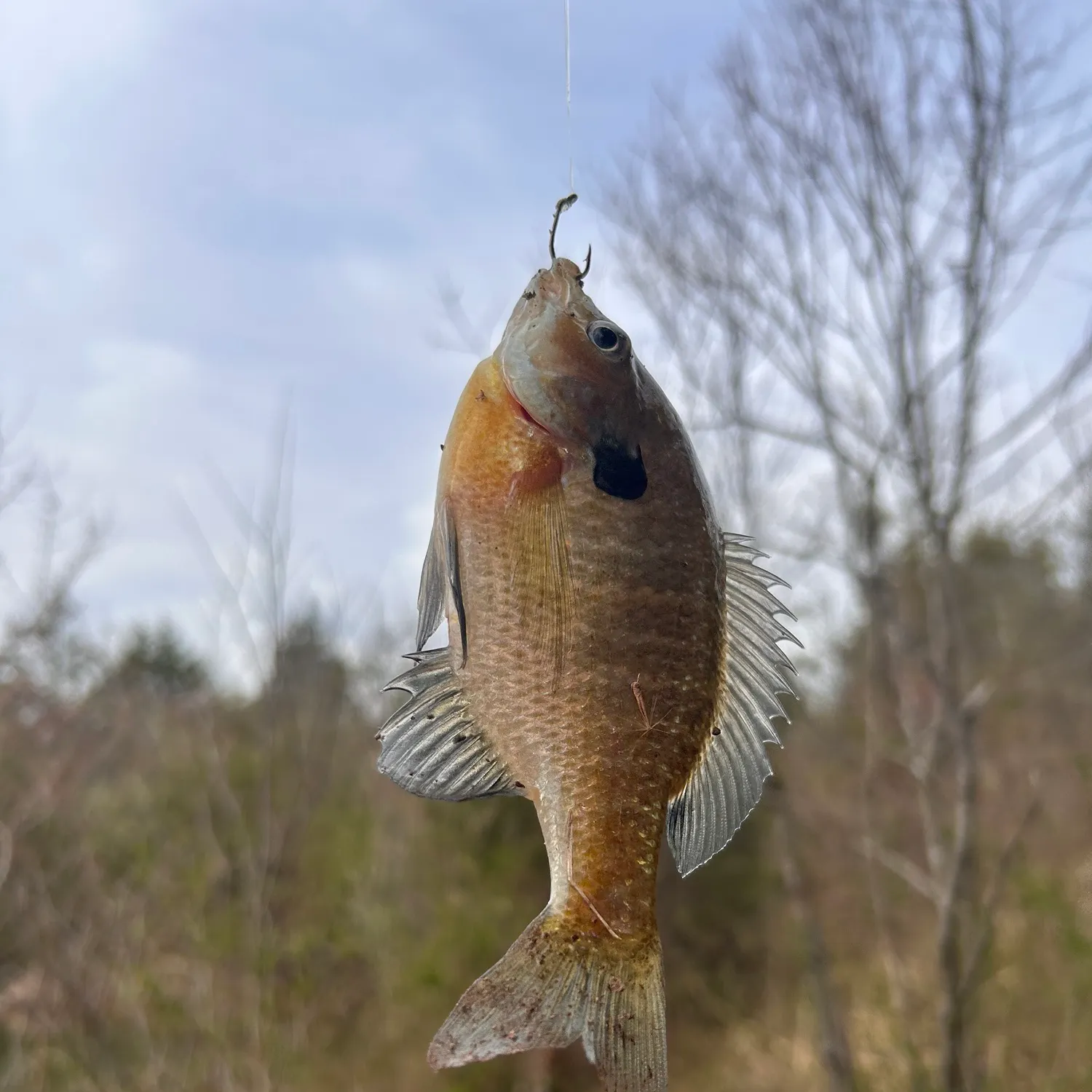 Bluegill caught on Fishbrain