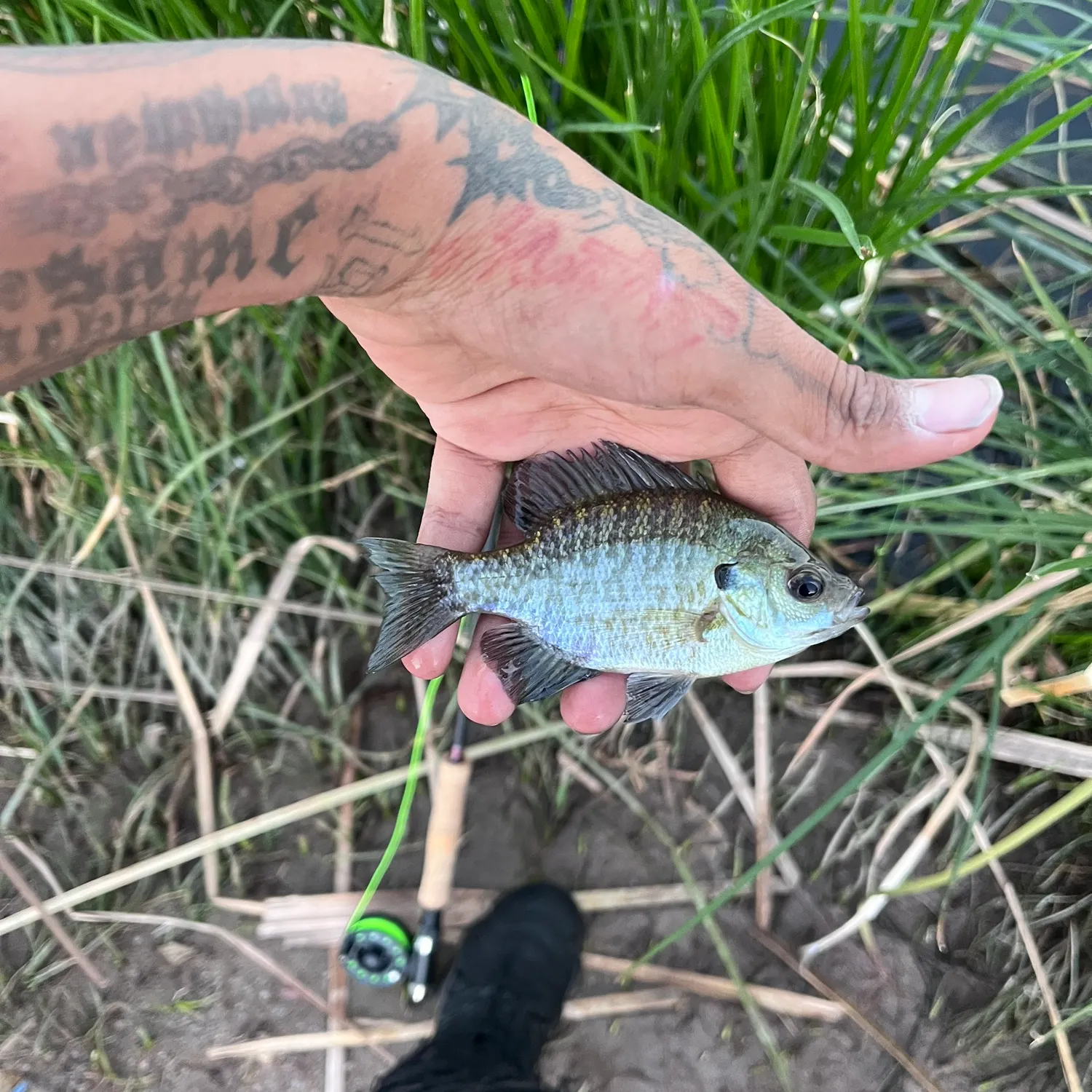 Bluegill caught on Fishbrain