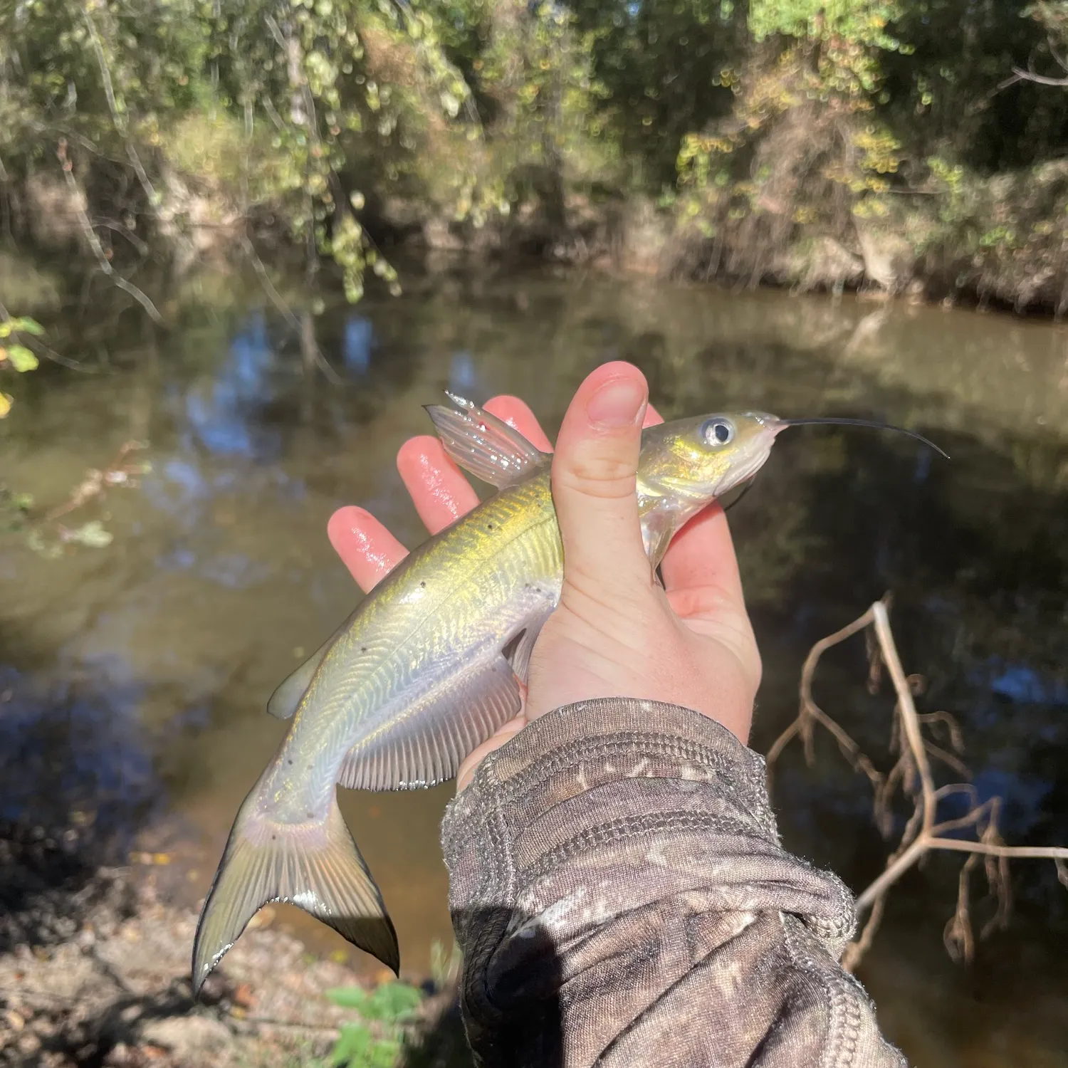 Channel catfish caught on Fishbrain