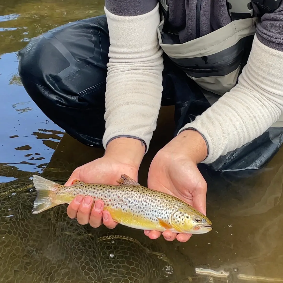 Brown trout caught on Fishbrain