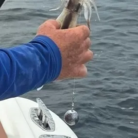The most recent Longfin inshore squid catches on Fishbrain