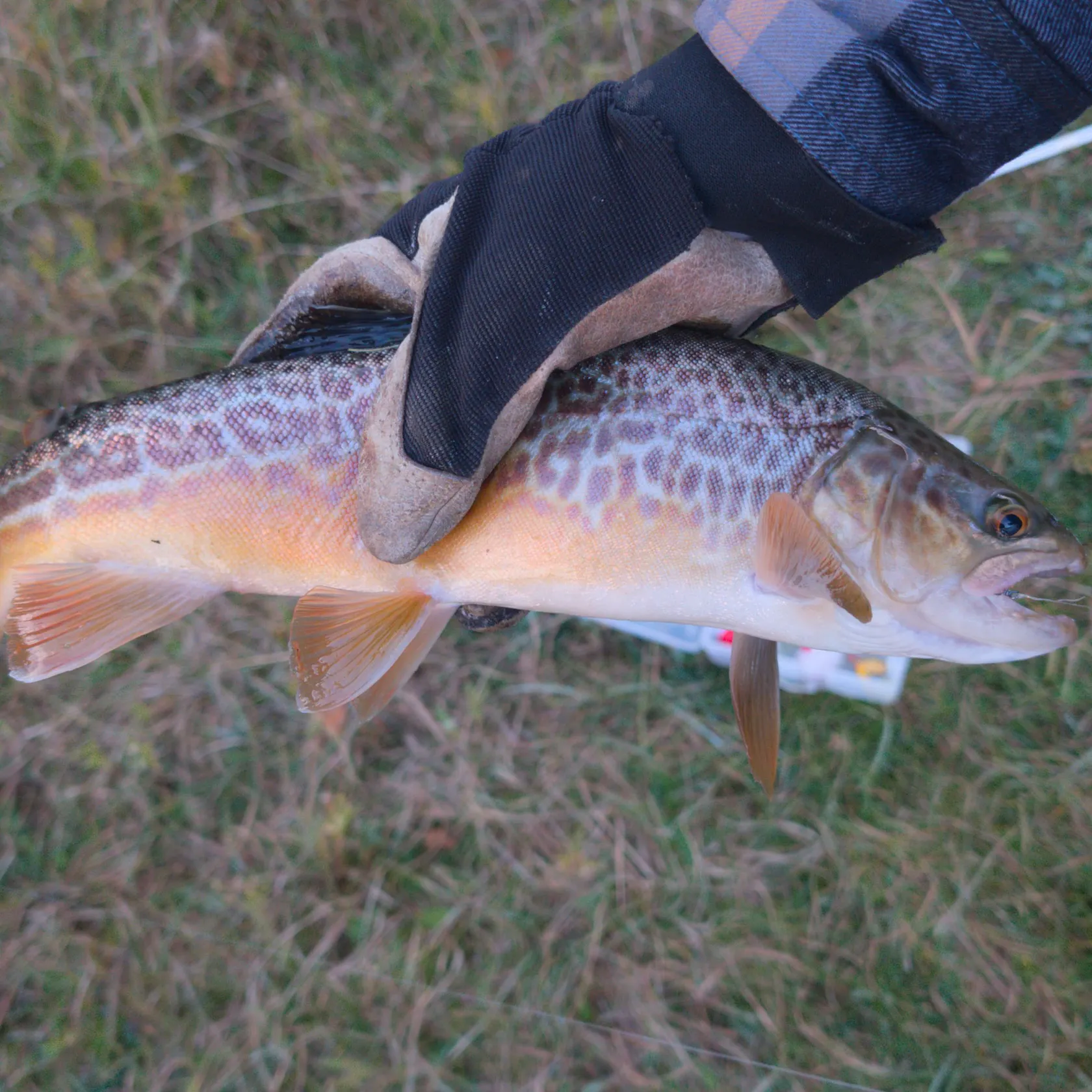 Tiger trout caught on Fishbrain