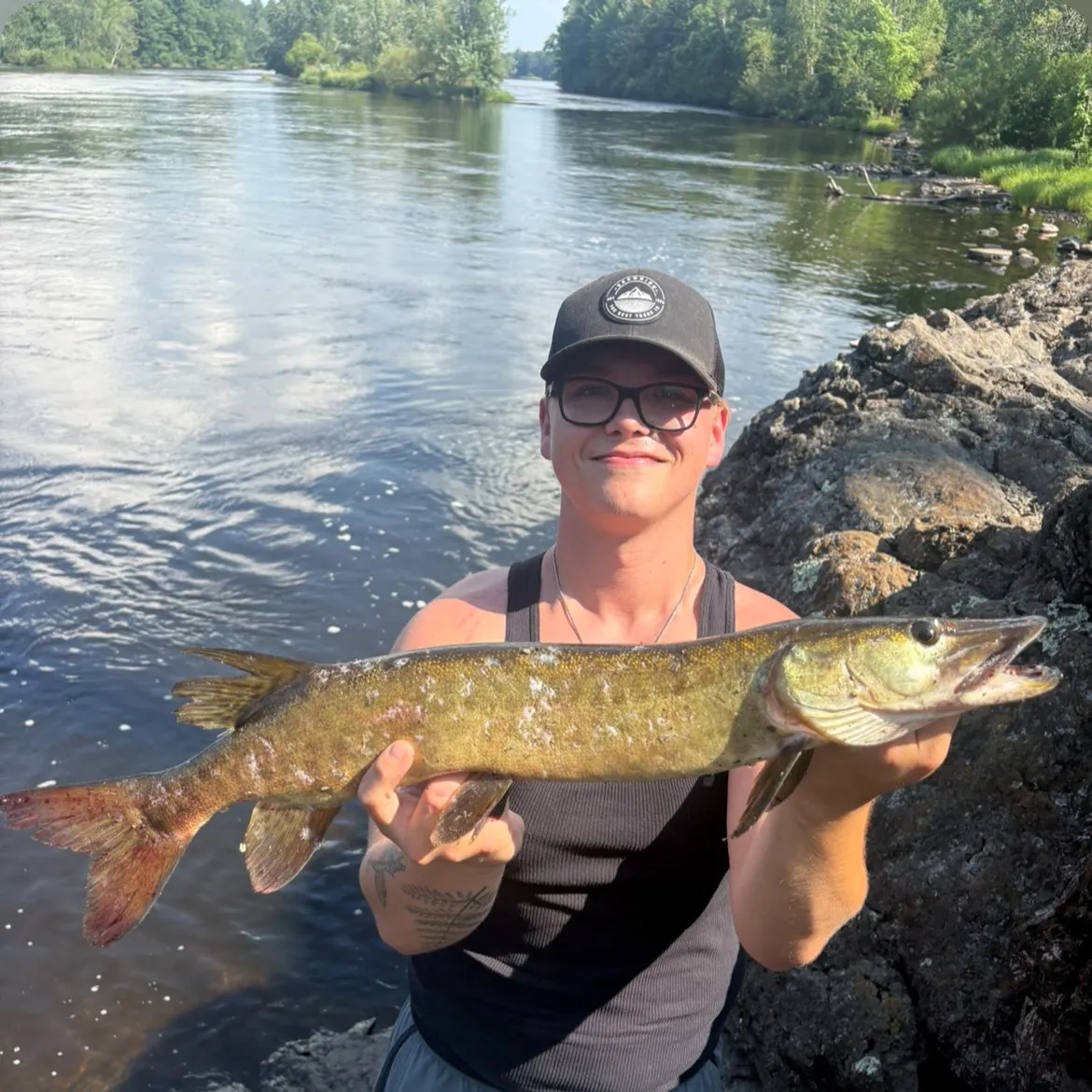The most recent Muskellunge catches on Fishbrain
