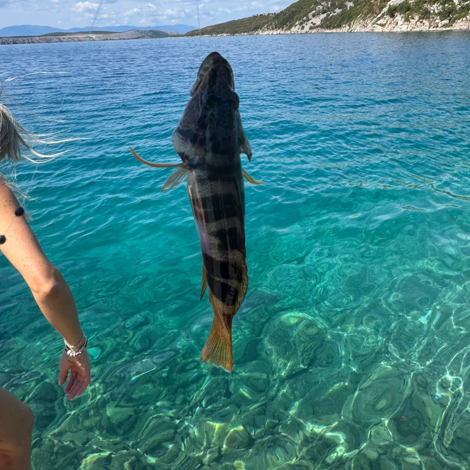 Painted comber caught on Fishbrain