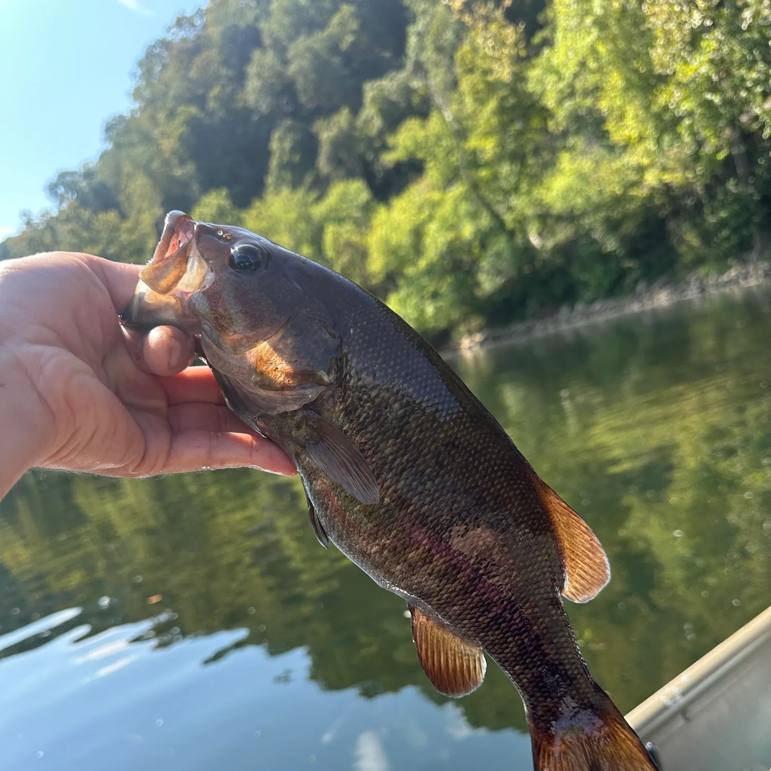 Smallmouth bass caught on Fishbrain
