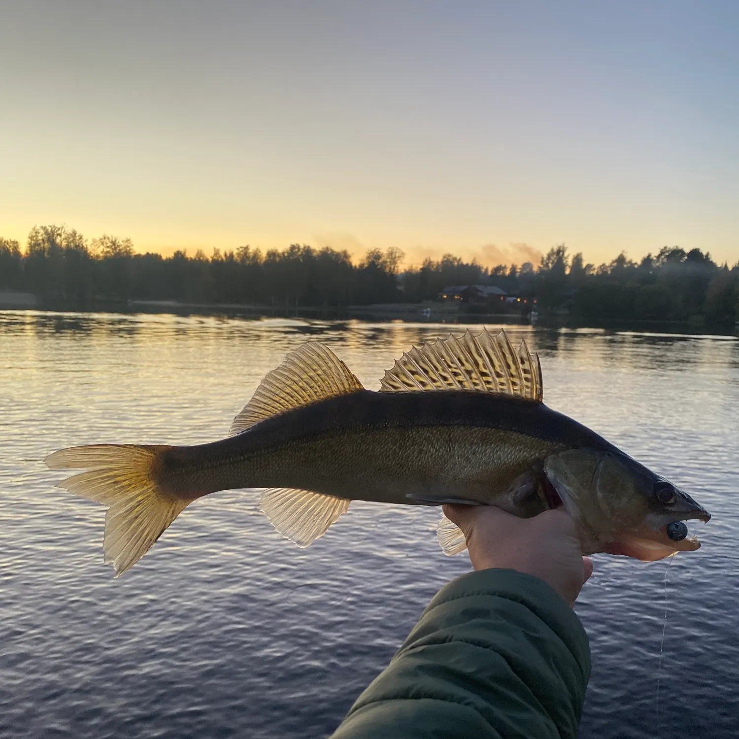 Zander caught on Fishbrain