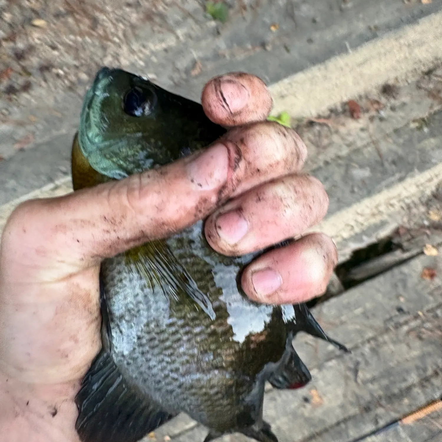 Bluegill caught on Fishbrain