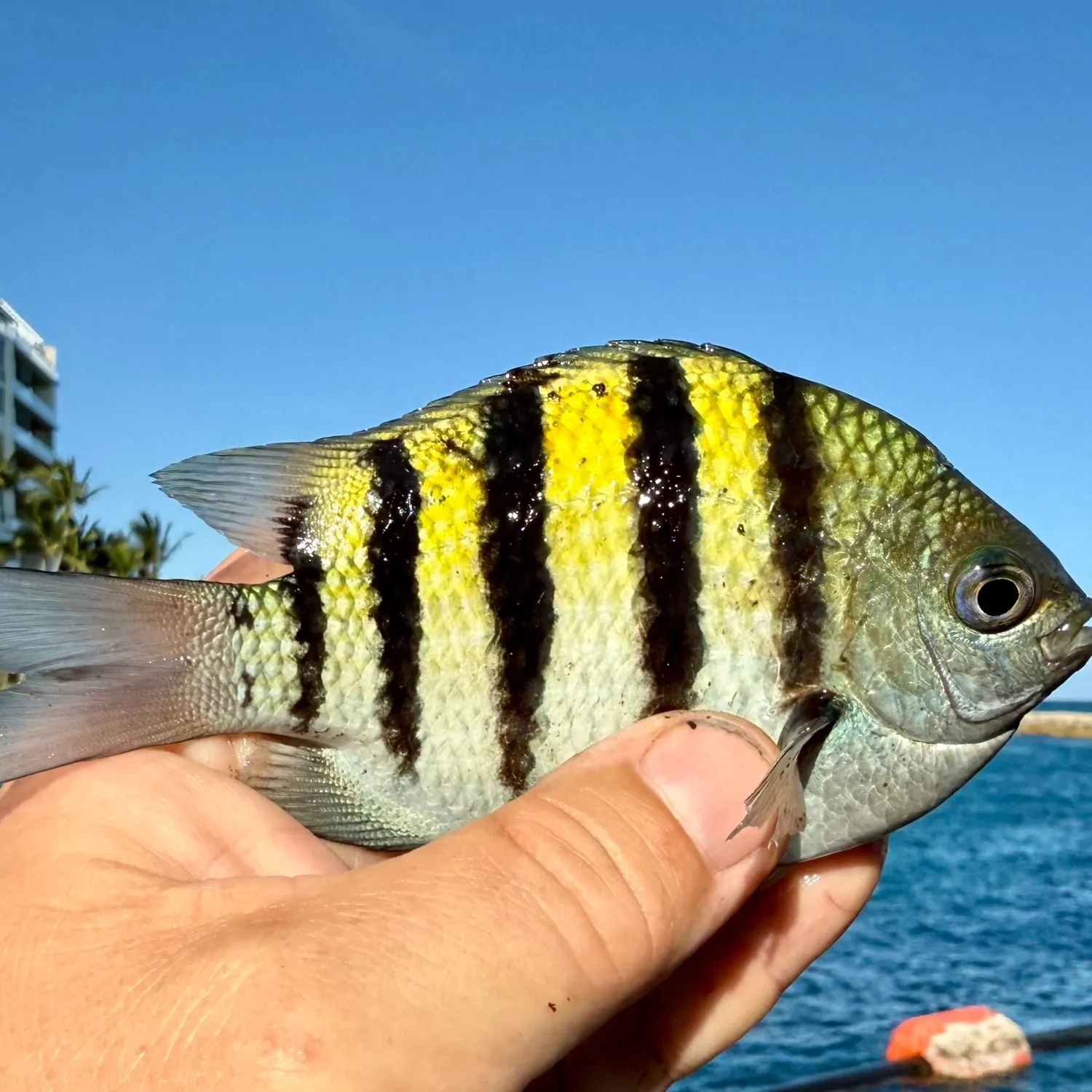 The most recent Sergeant-major catches on Fishbrain