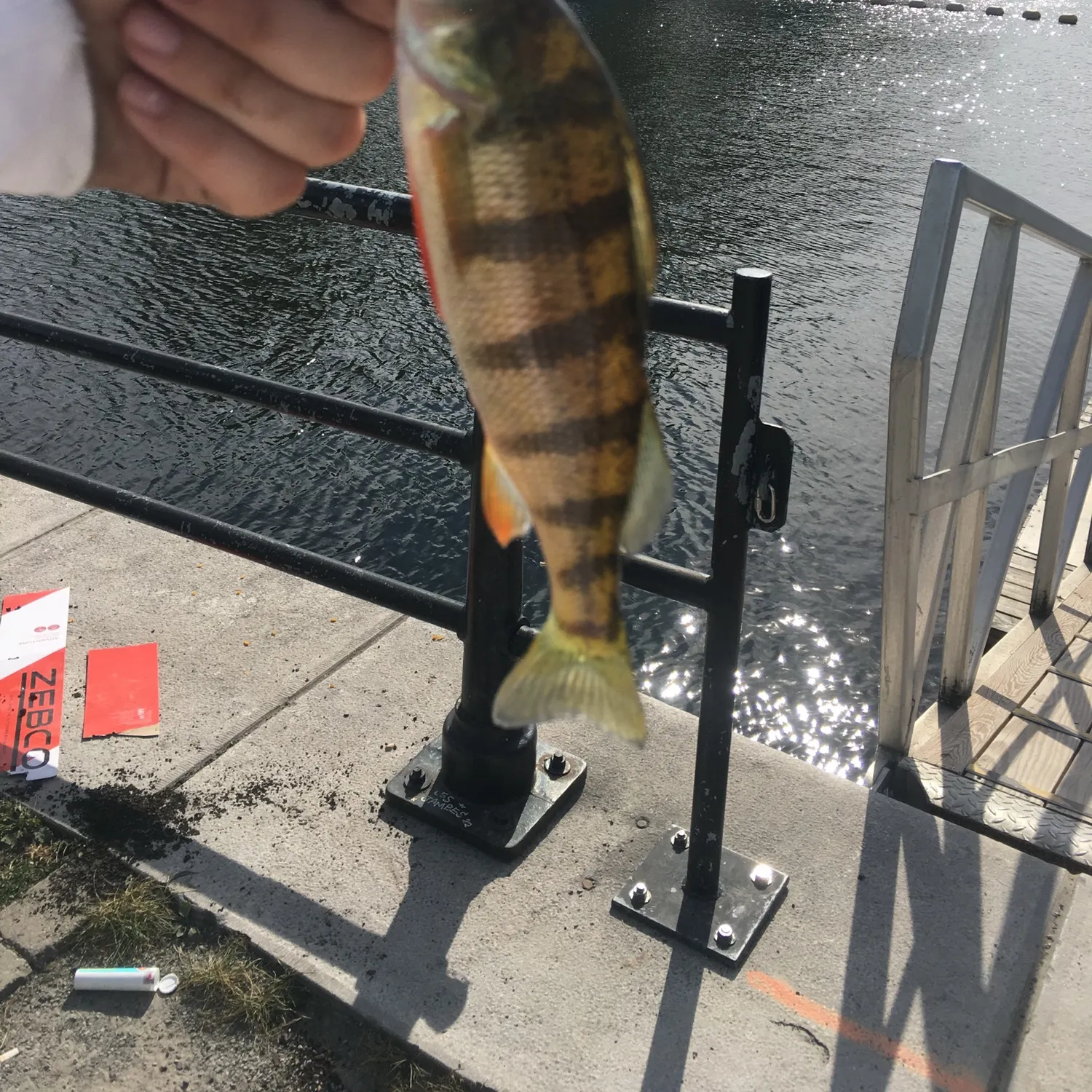 Yellow perch caught on Fishbrain