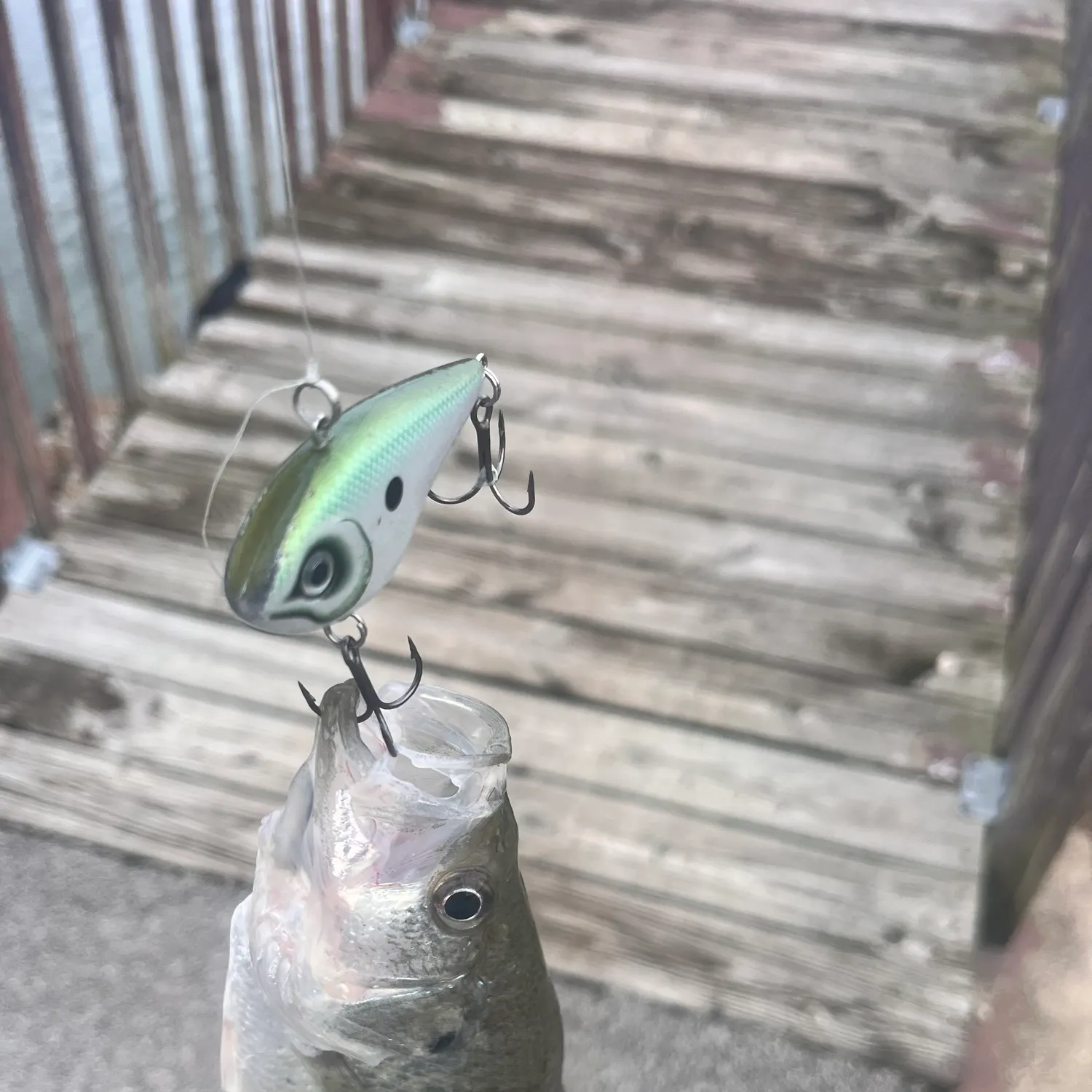 White crappie caught on Fishbrain