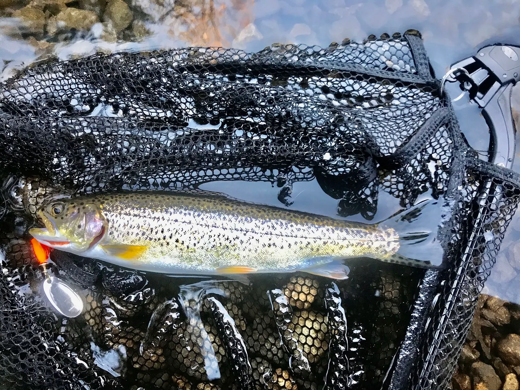 Post image from Chinook69