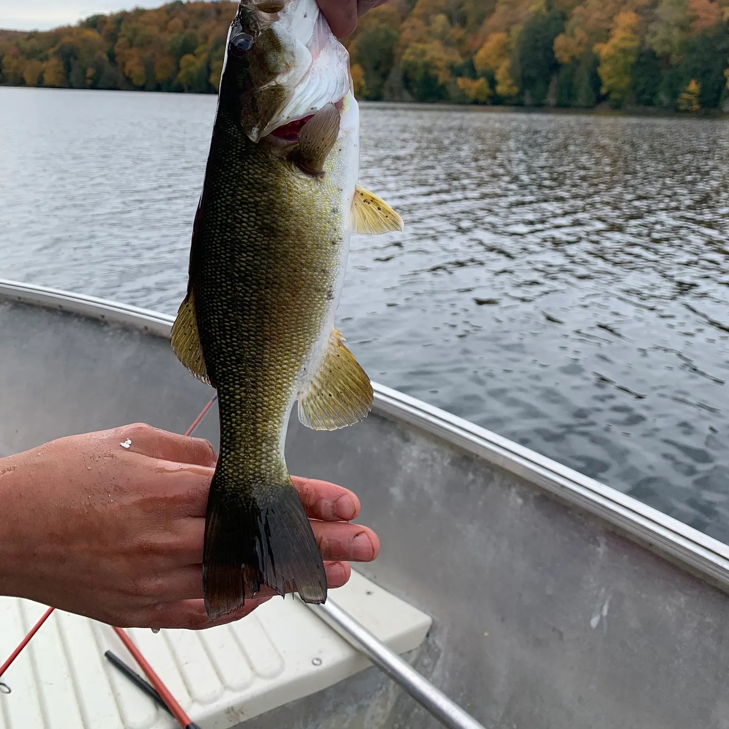 Smallmouth bass caught on Fishbrain