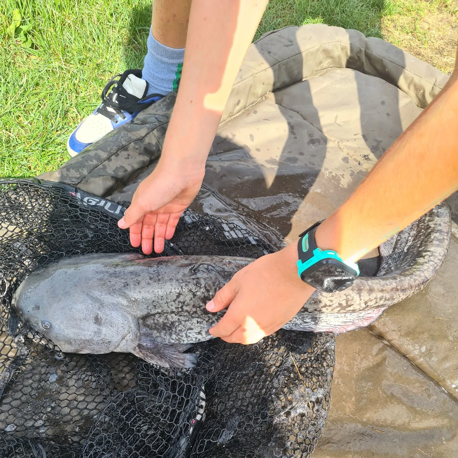 European perch caught on Fishbrain