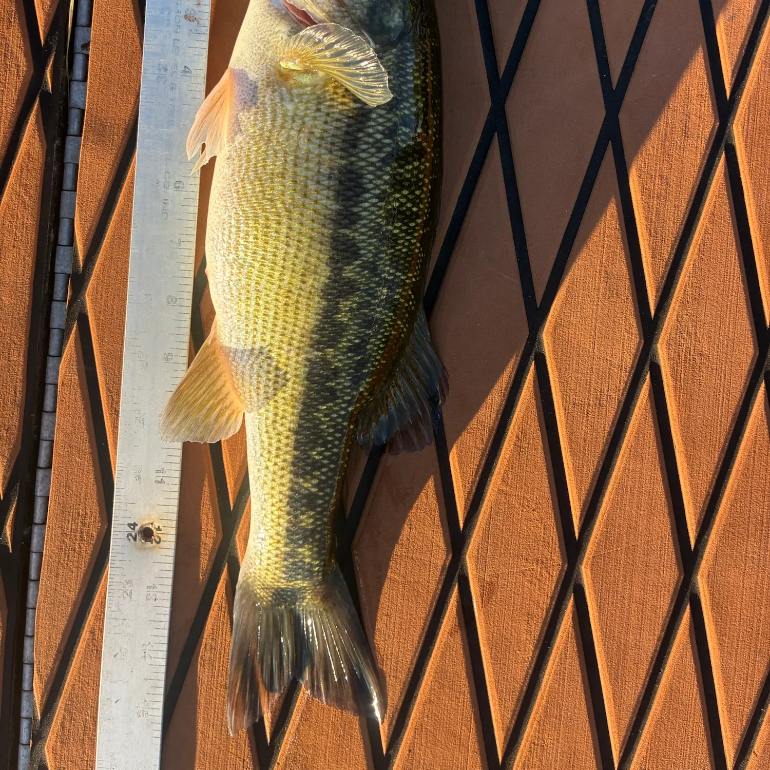 Spotted bass caught on Fishbrain