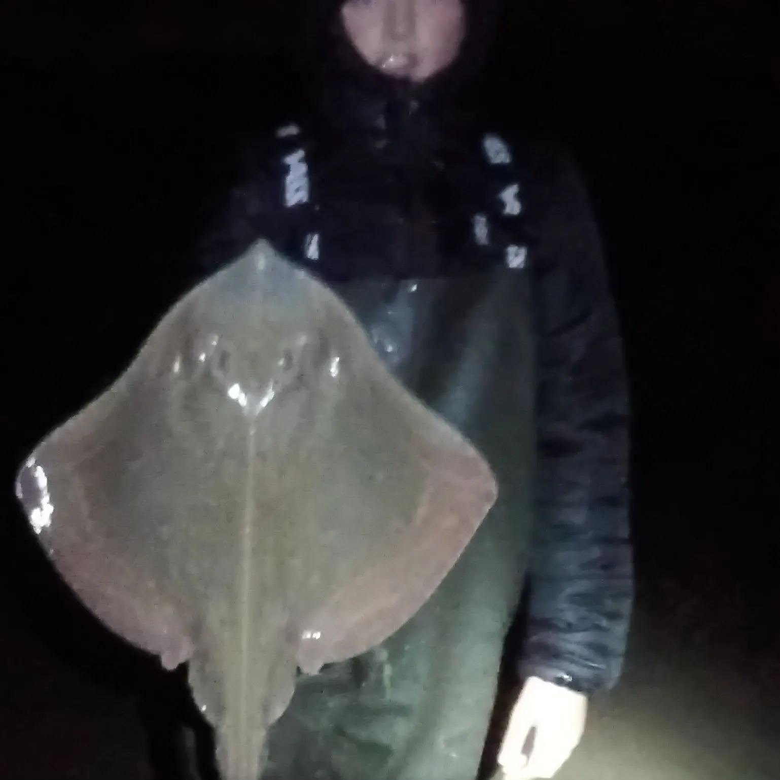 The most recent Small-eyed ray catches on Fishbrain