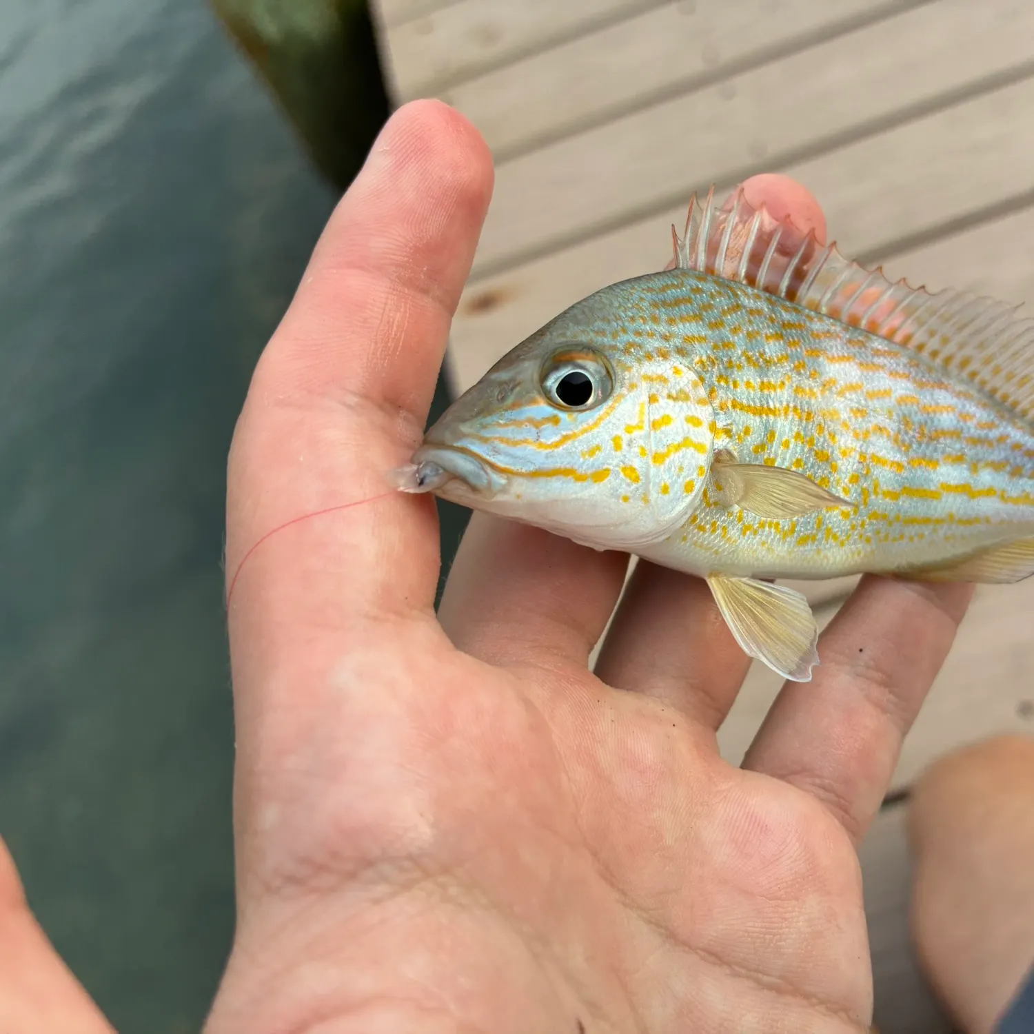 The most recent Pigfish catches on Fishbrain
