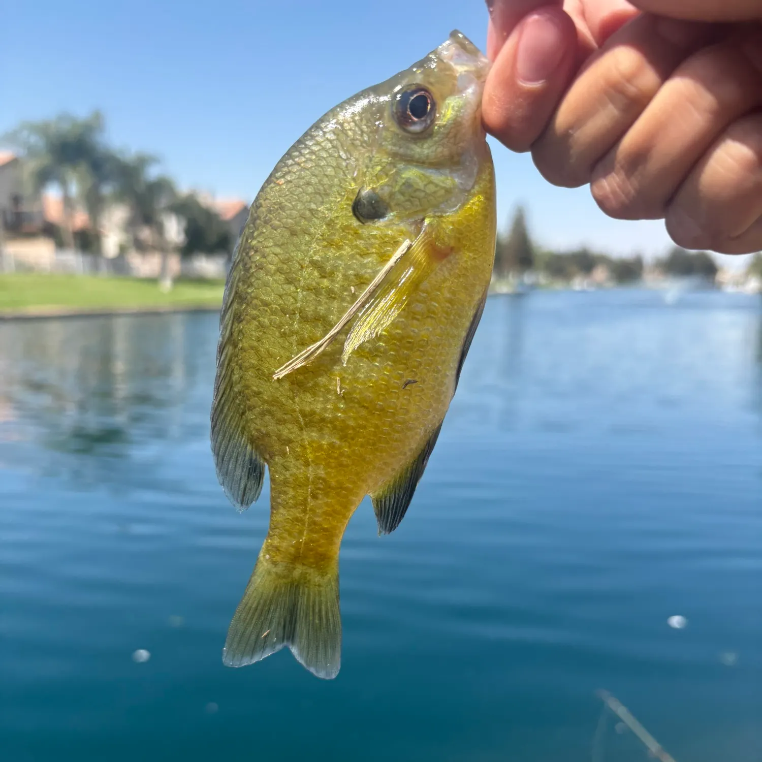 Bluegill caught on Fishbrain