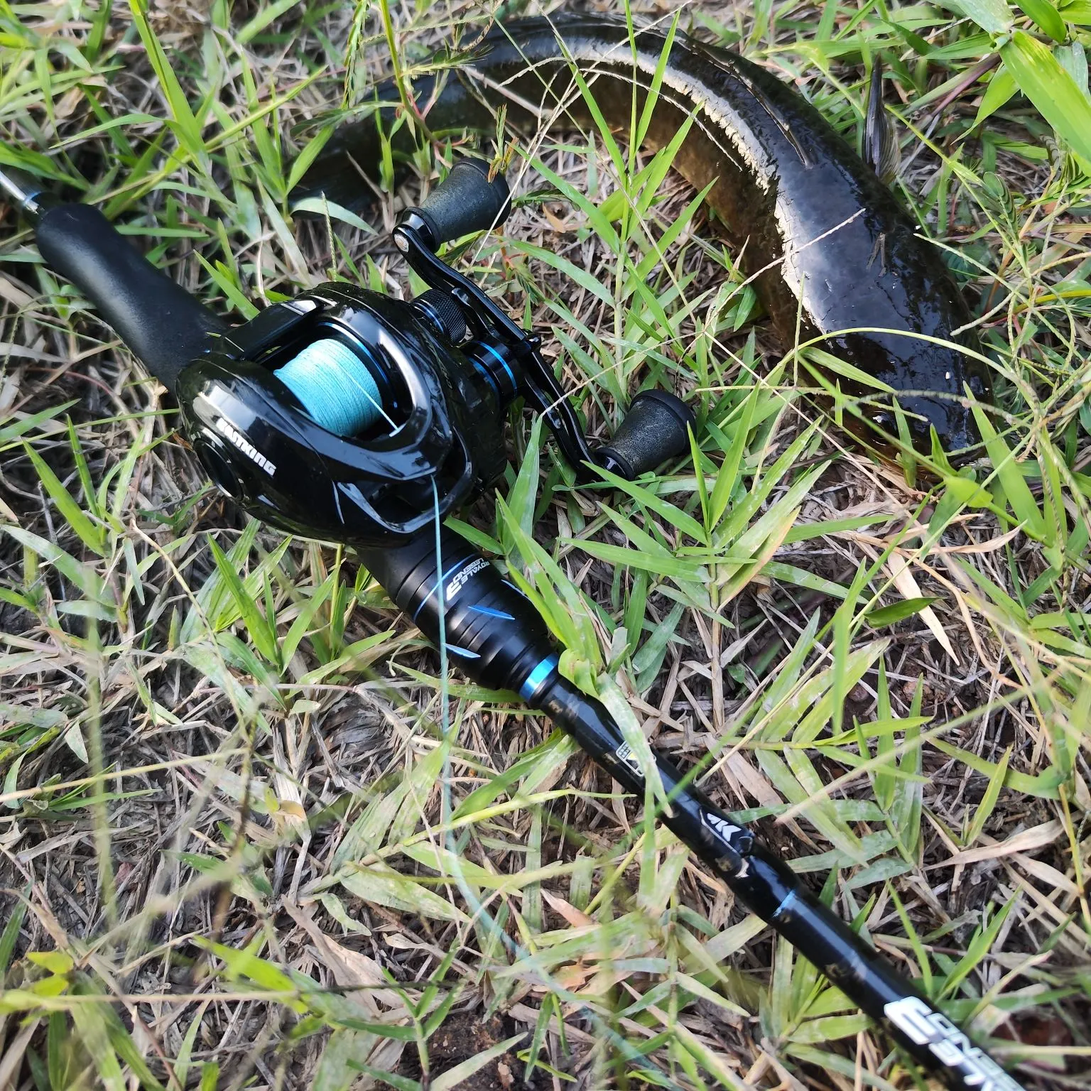 The most recent Striped snakehead catches on Fishbrain