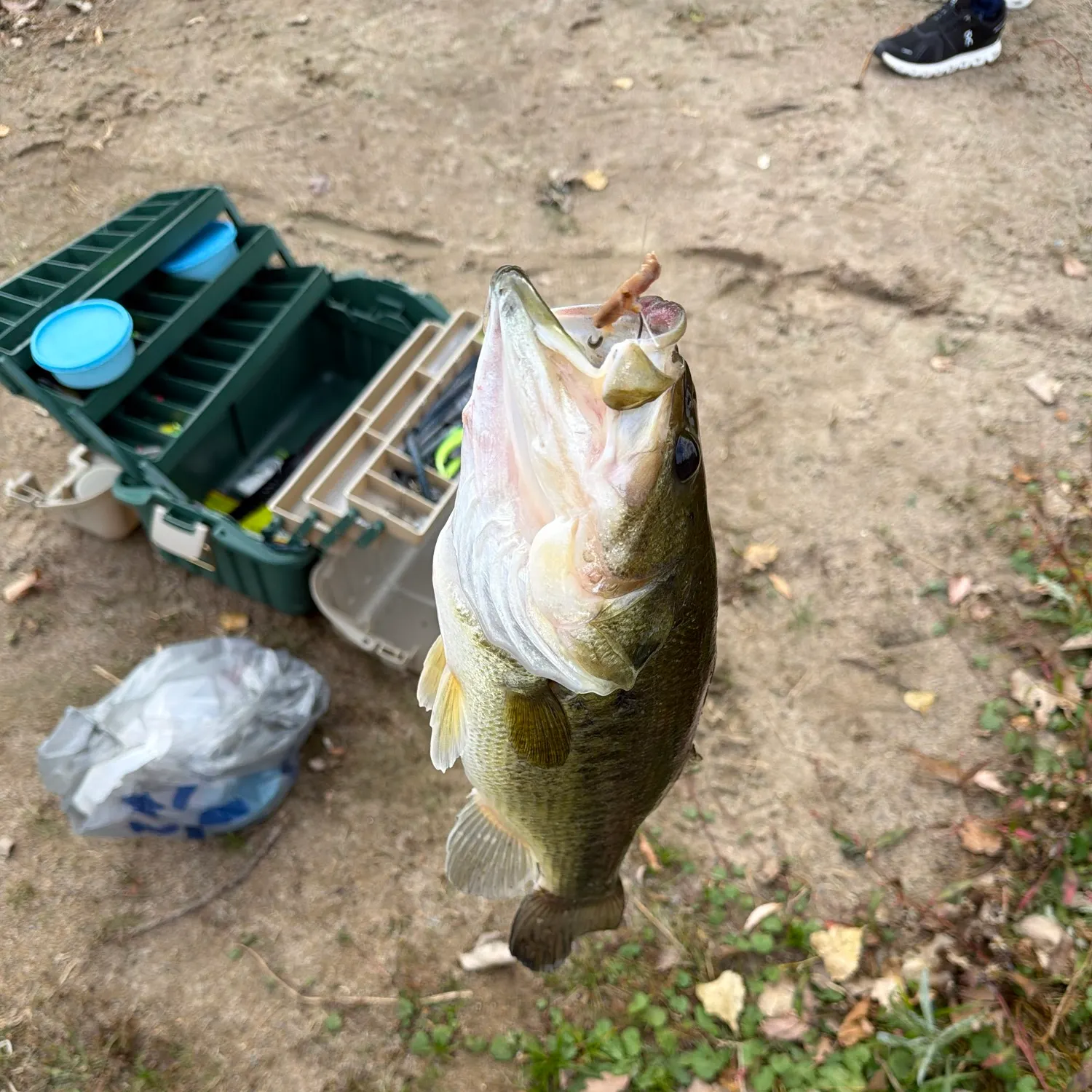 Fish caught on Fishbrain