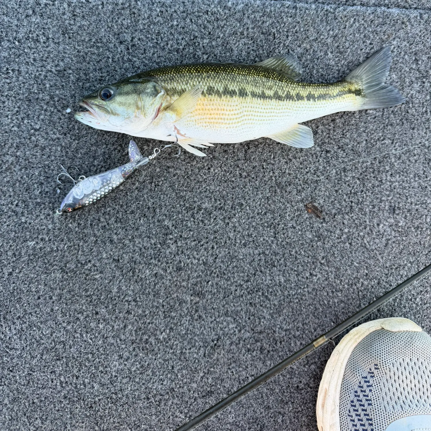 Spotted bass caught on Fishbrain