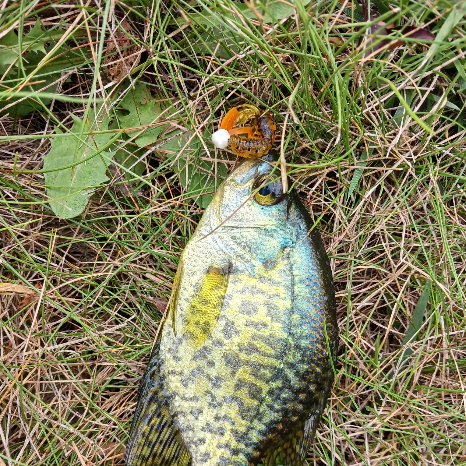 Black crappie caught on Fishbrain
