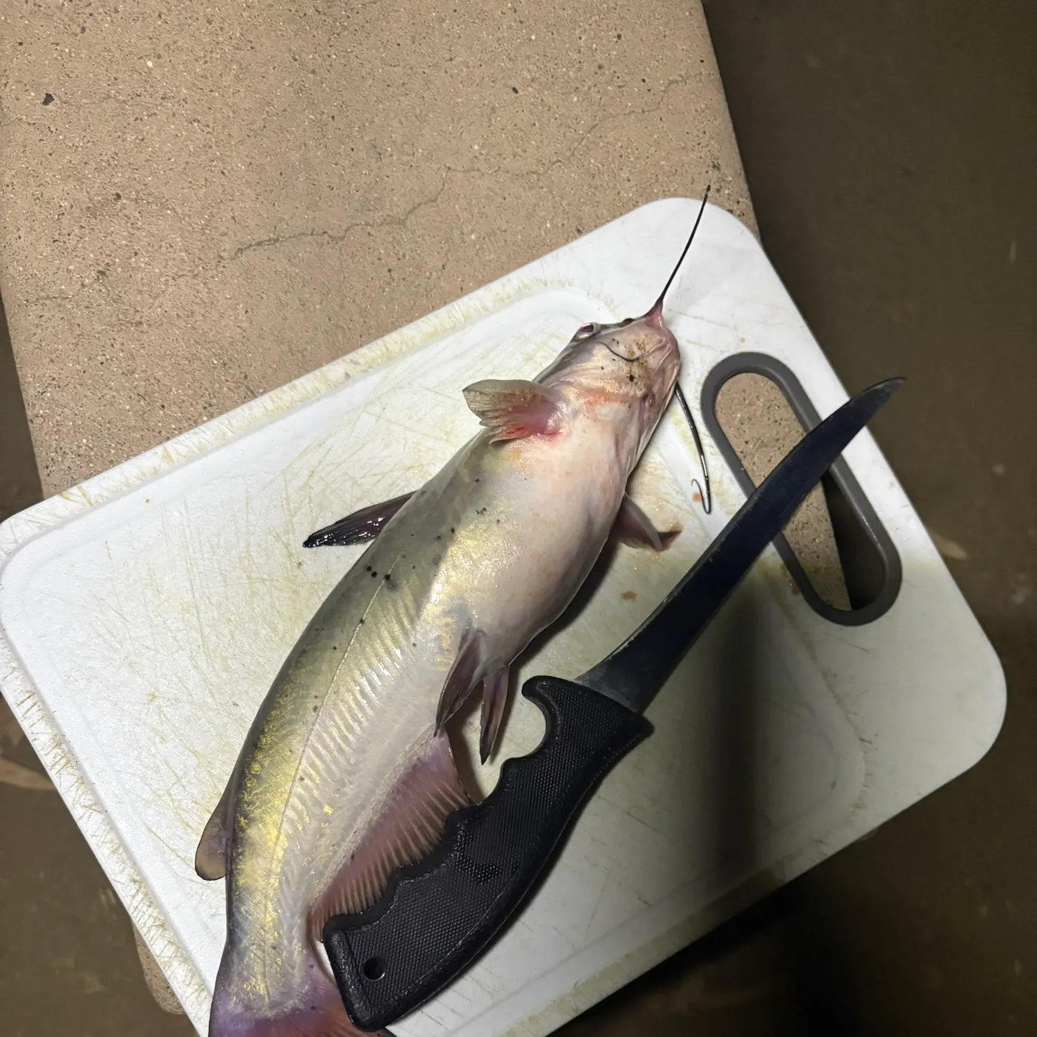 Channel catfish caught on Fishbrain