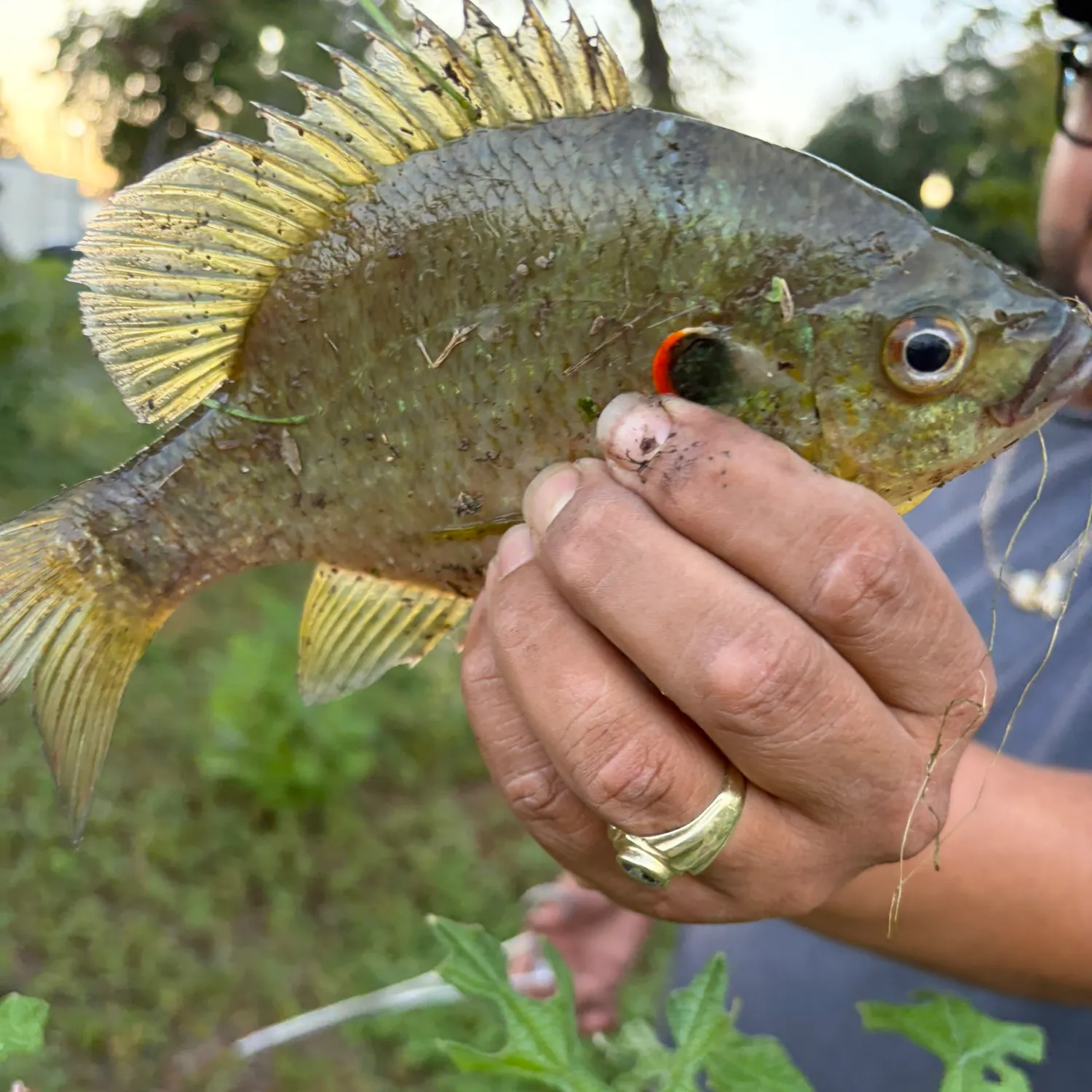 Fish caught on Fishbrain